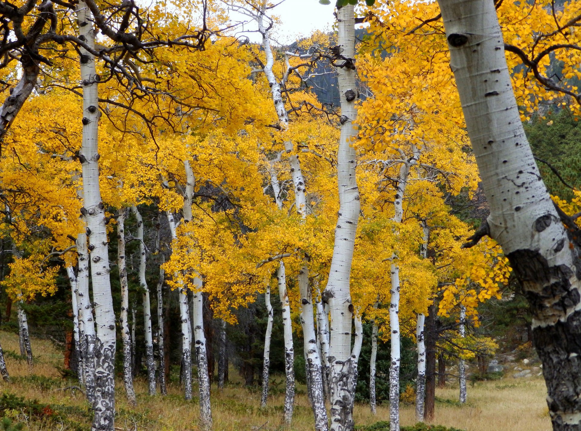 aspen kolorado usa las gaj osika liście jesień drzewa