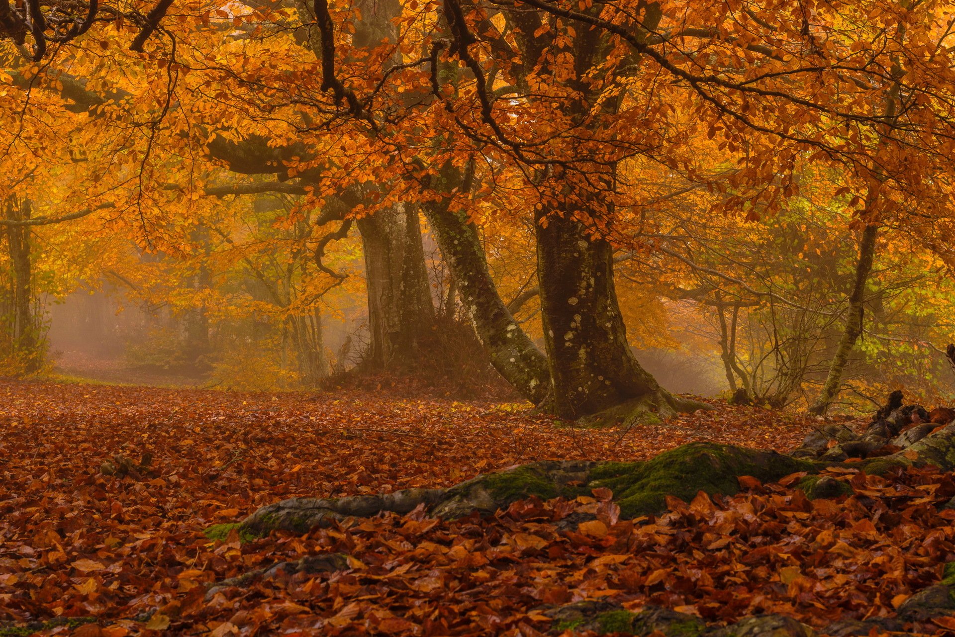 automne forêt brouillard