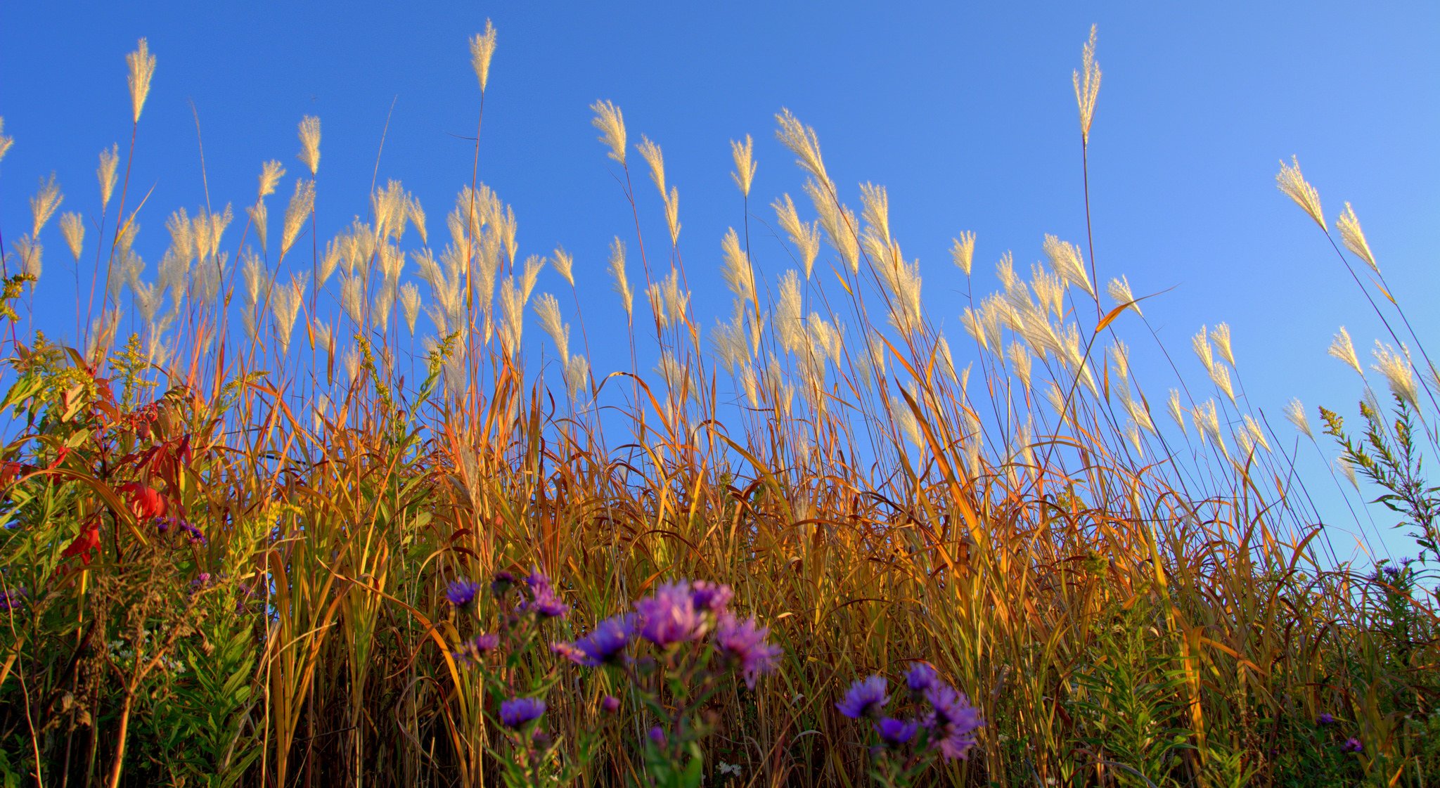 ky the field meadow plant grass flower