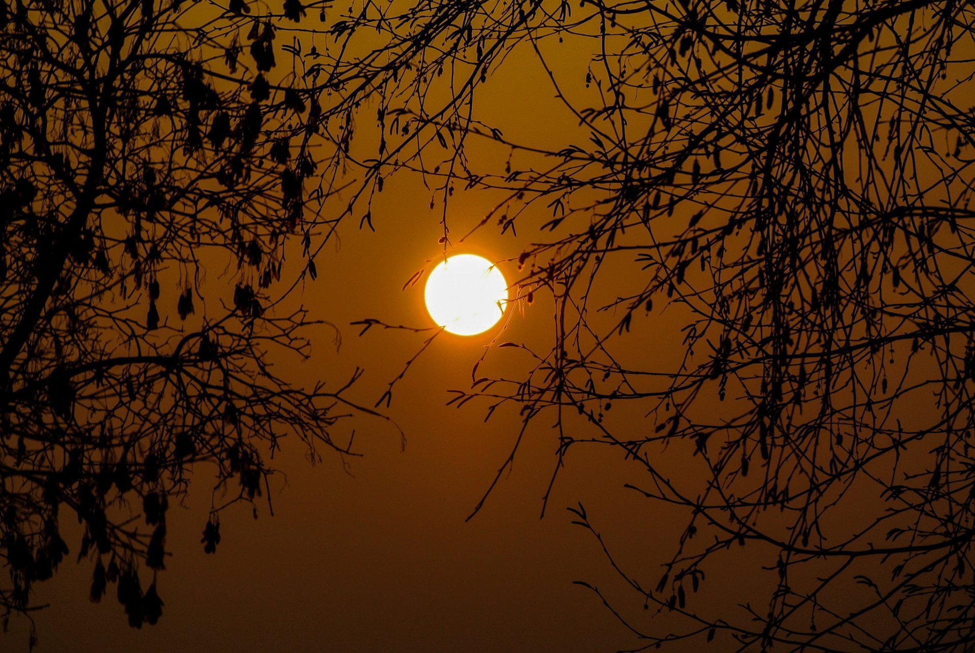 ciel lac arbres branches soleil coucher de soleil