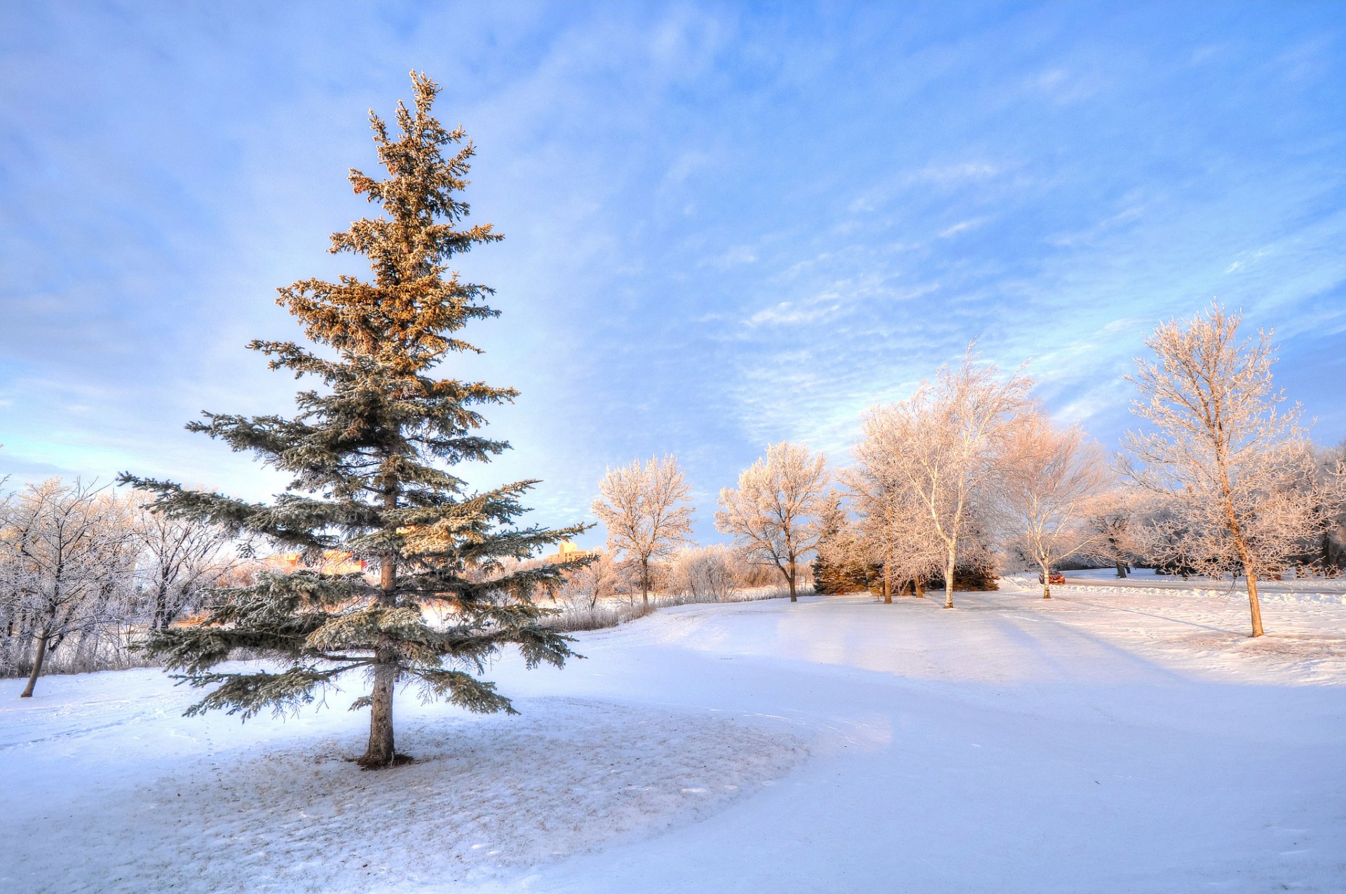 cielo inverno alberi neve parco