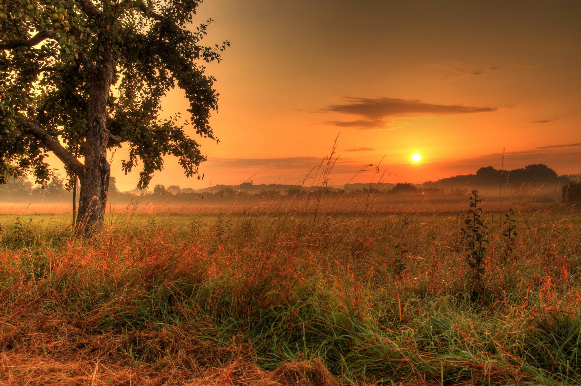 cielo sol puesta de sol hierba árbol follaje alemania