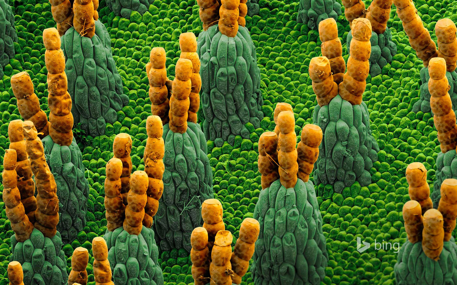alvinia fougère d eau salvinia fougère d eau microphotographie