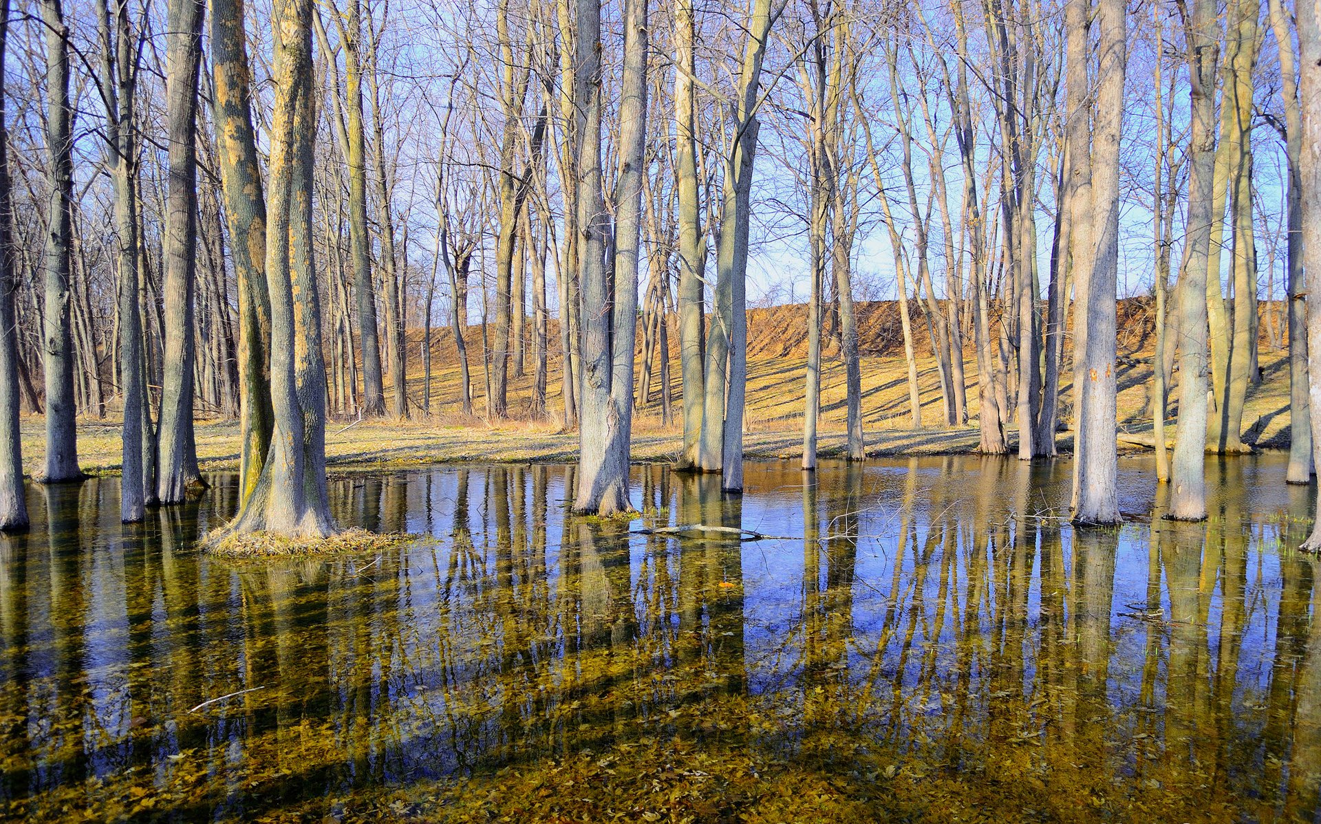 arbres printemps eau ciel colline