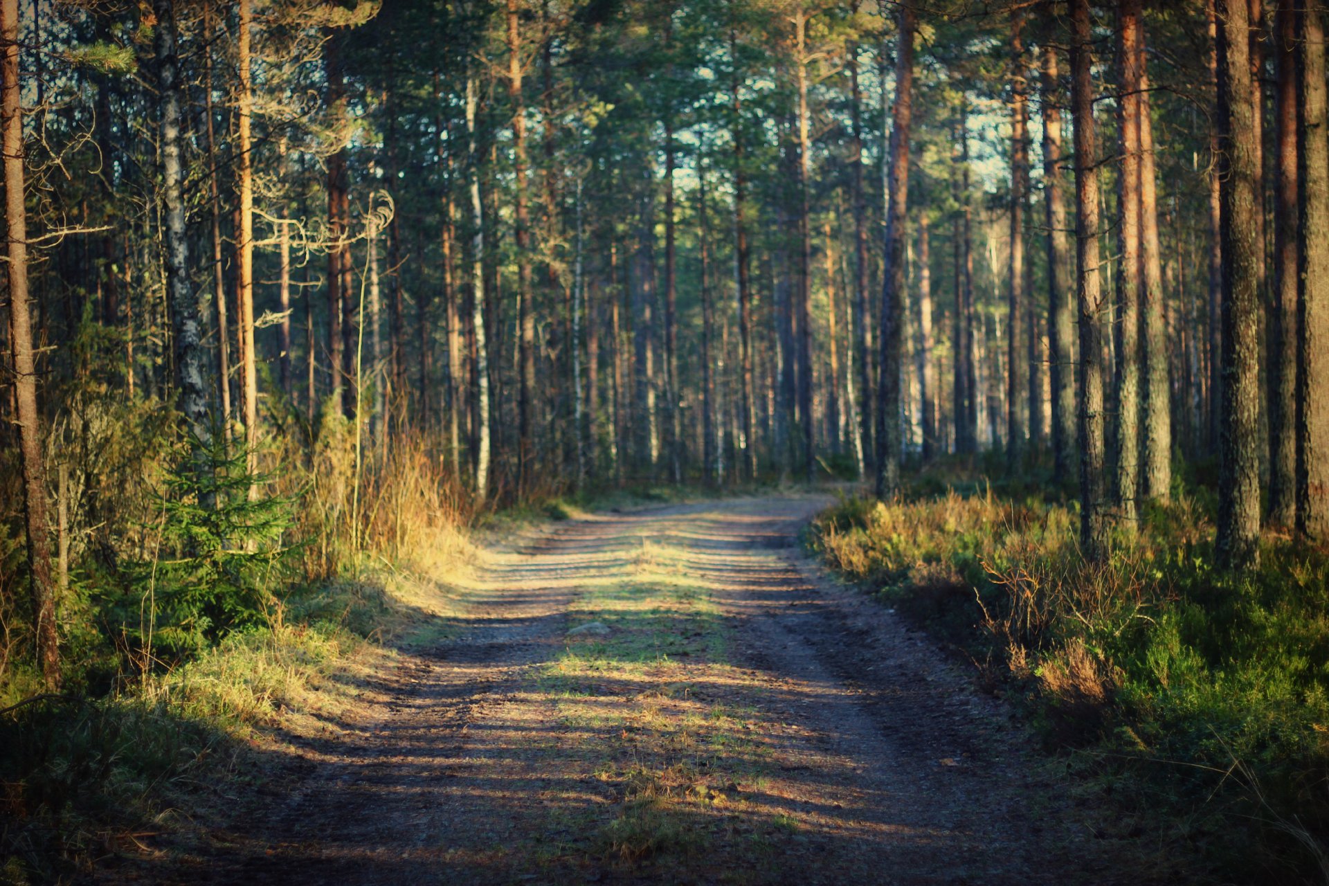 forest road gra