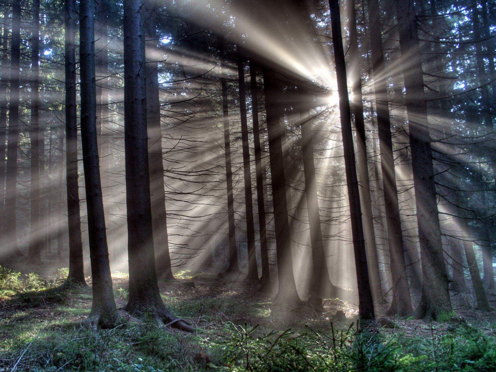 forest tree light