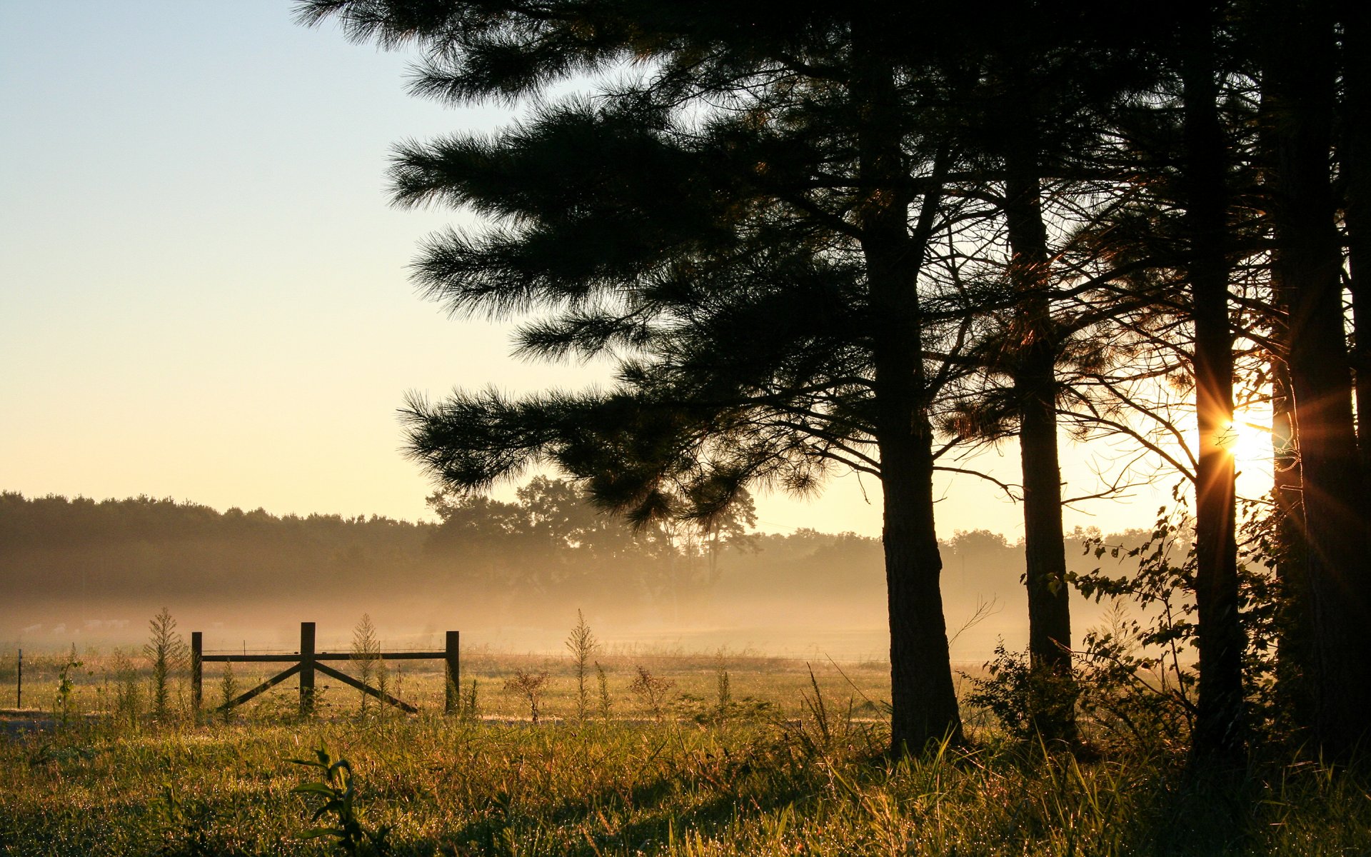 alabama usa mattina alba cielo foresta alberi campo nebbia