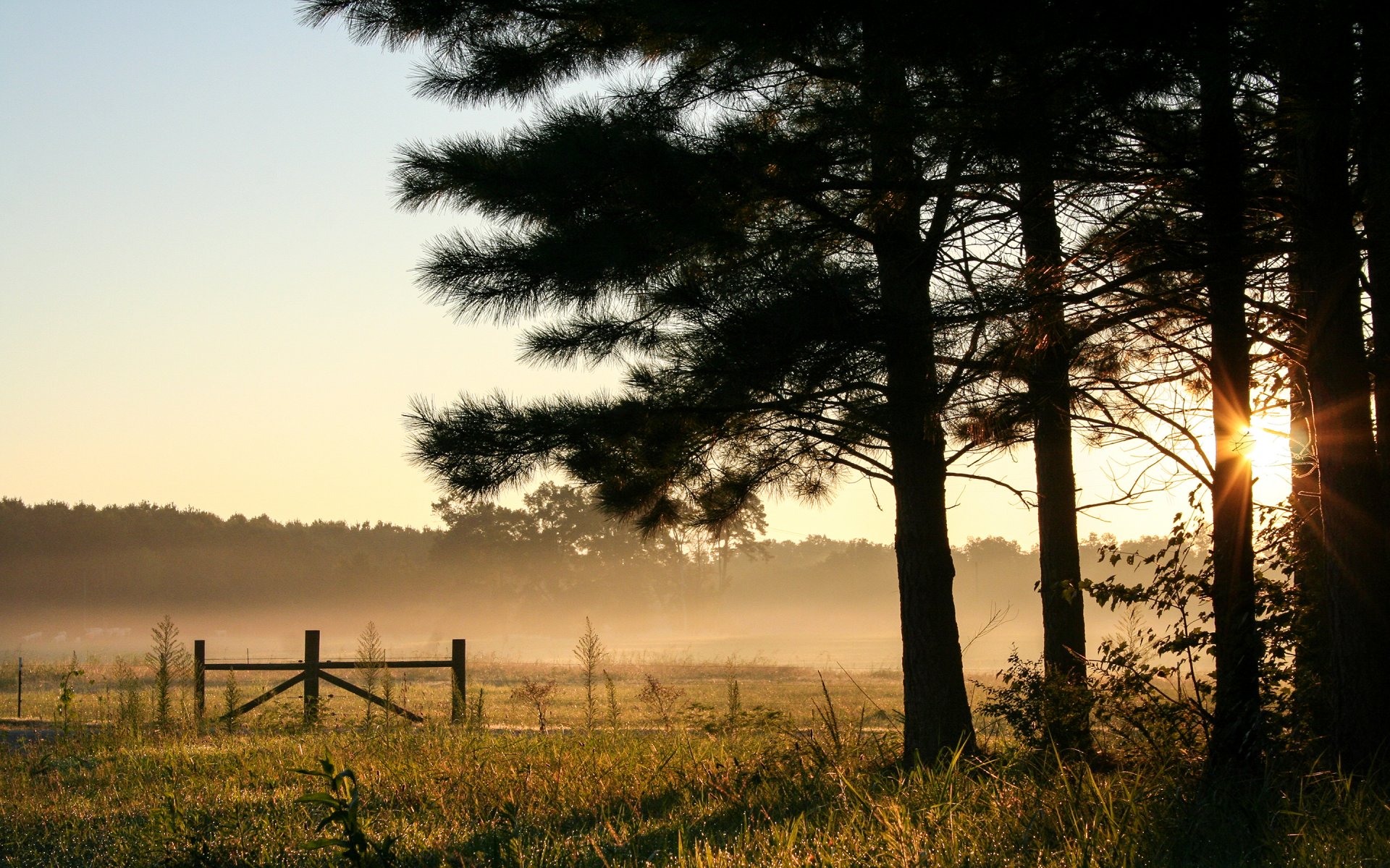 alabama united states morning dawn sky forest tree the field fog