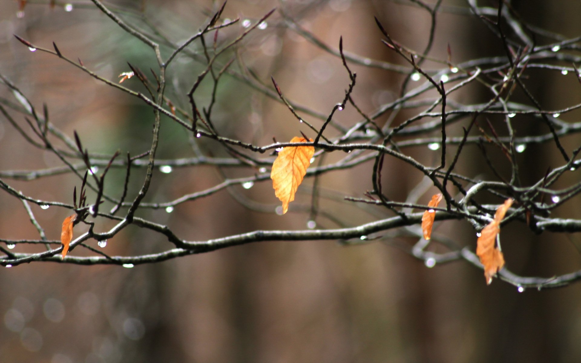 ramo foglia macro