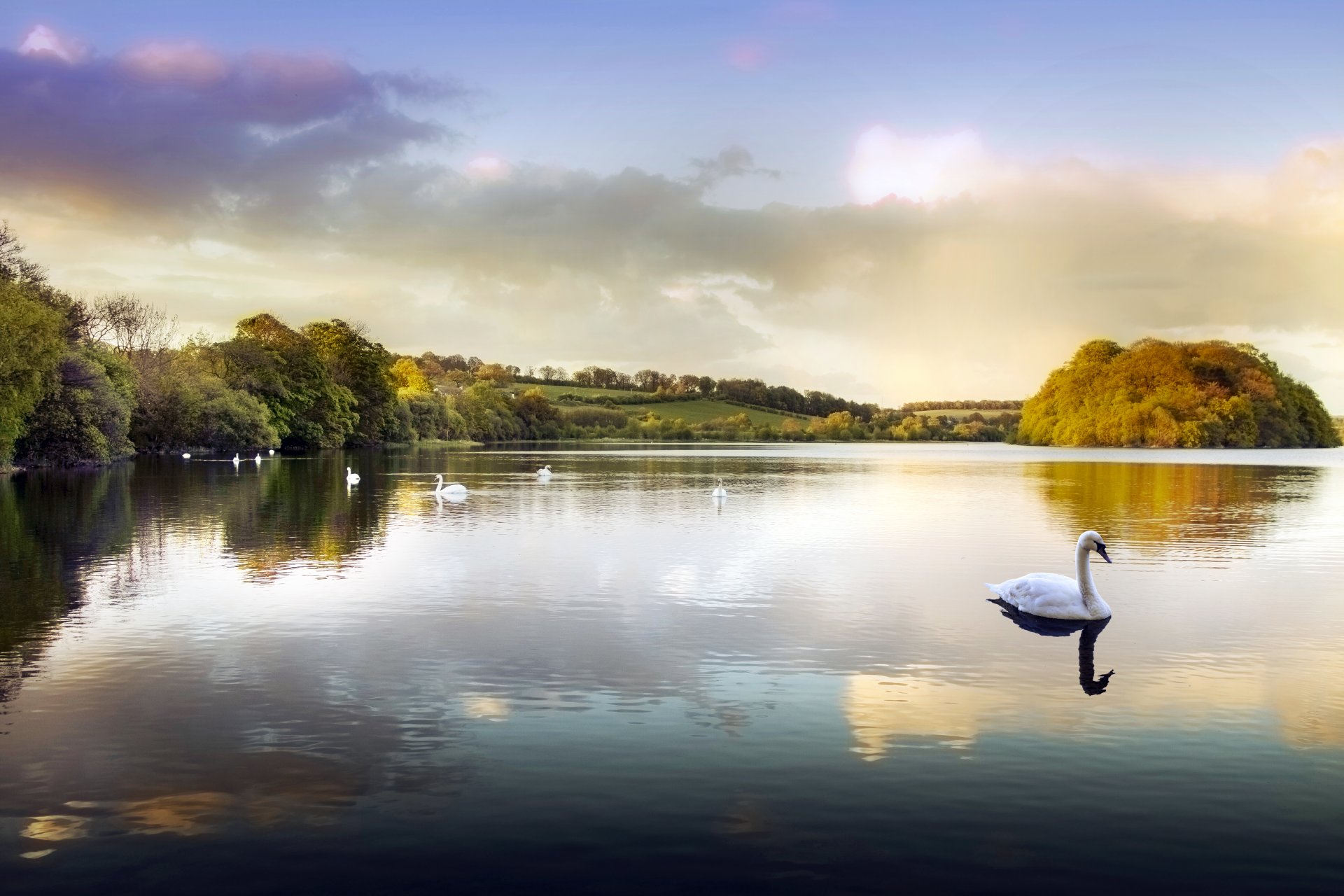 stagno lago parco acqua cigni