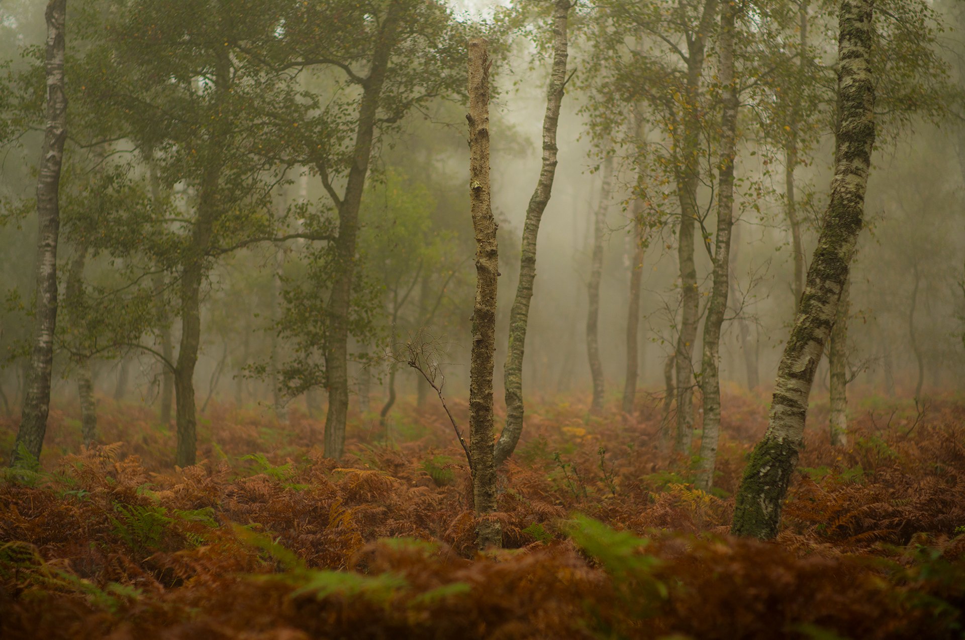 forest tree autumn fog gra