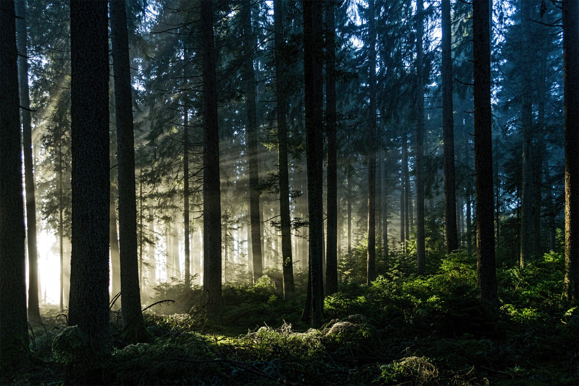 bosque rayos árboles