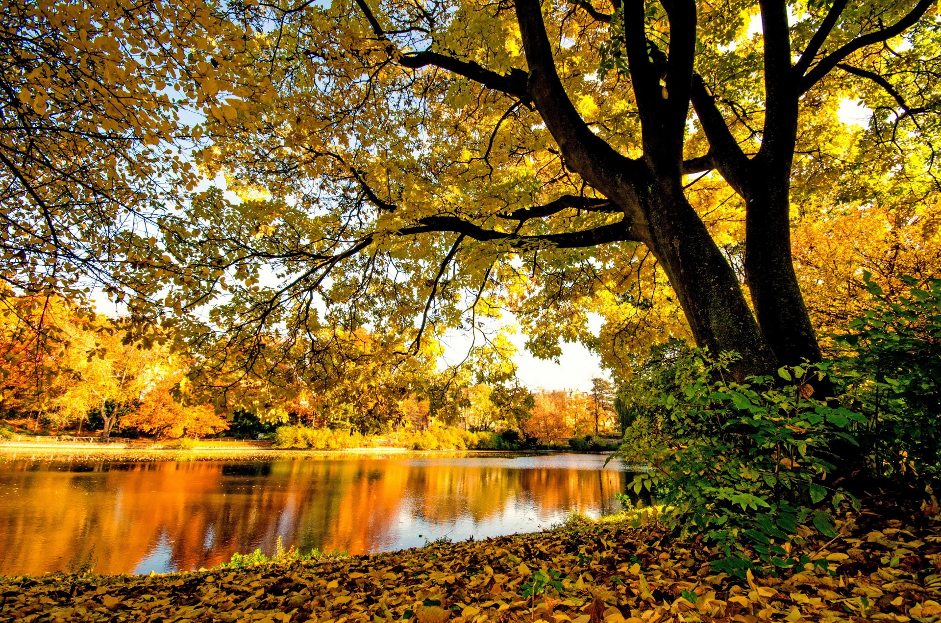 bosque río árboles ramas follaje amarillo otoño