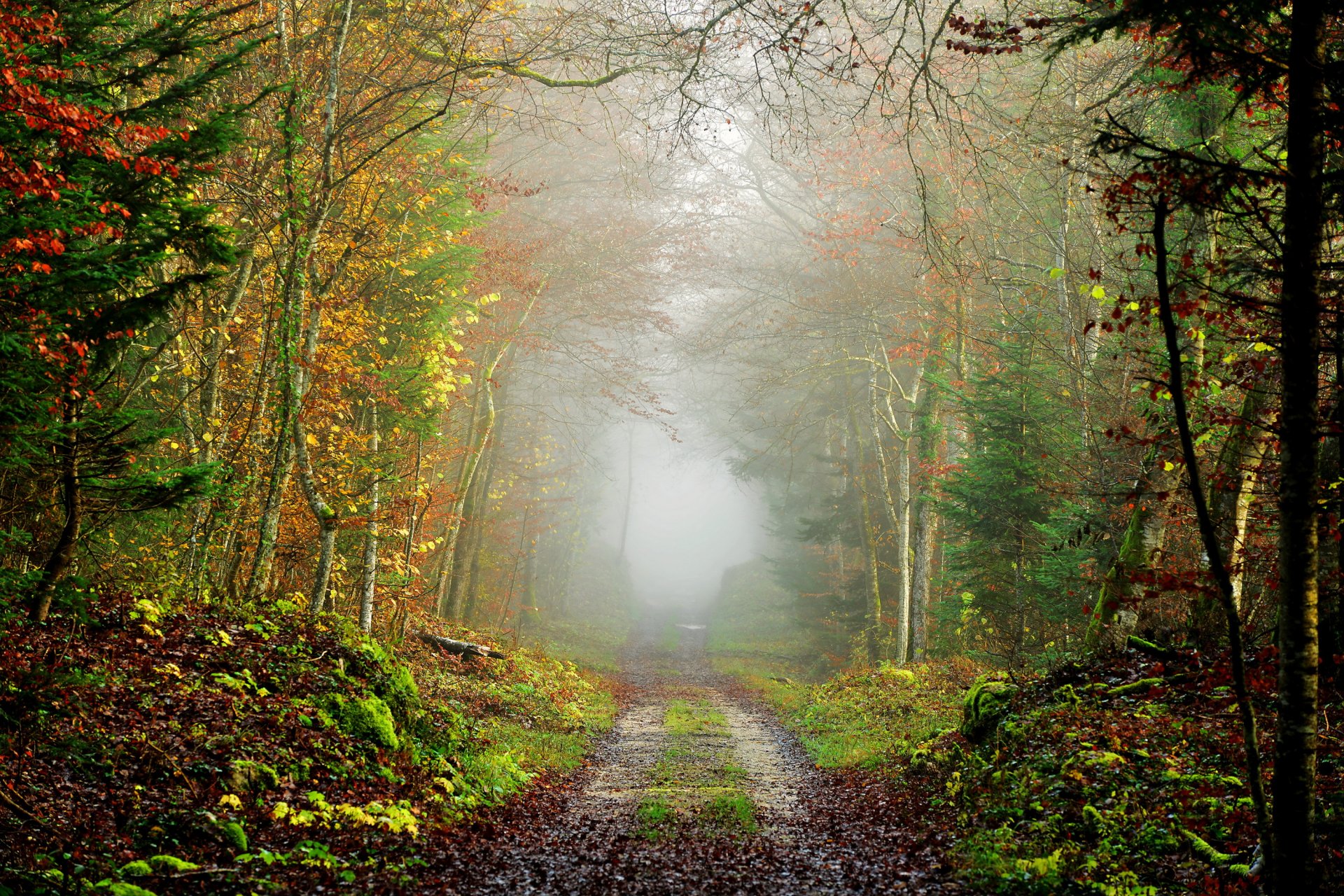 autumn forest road fog