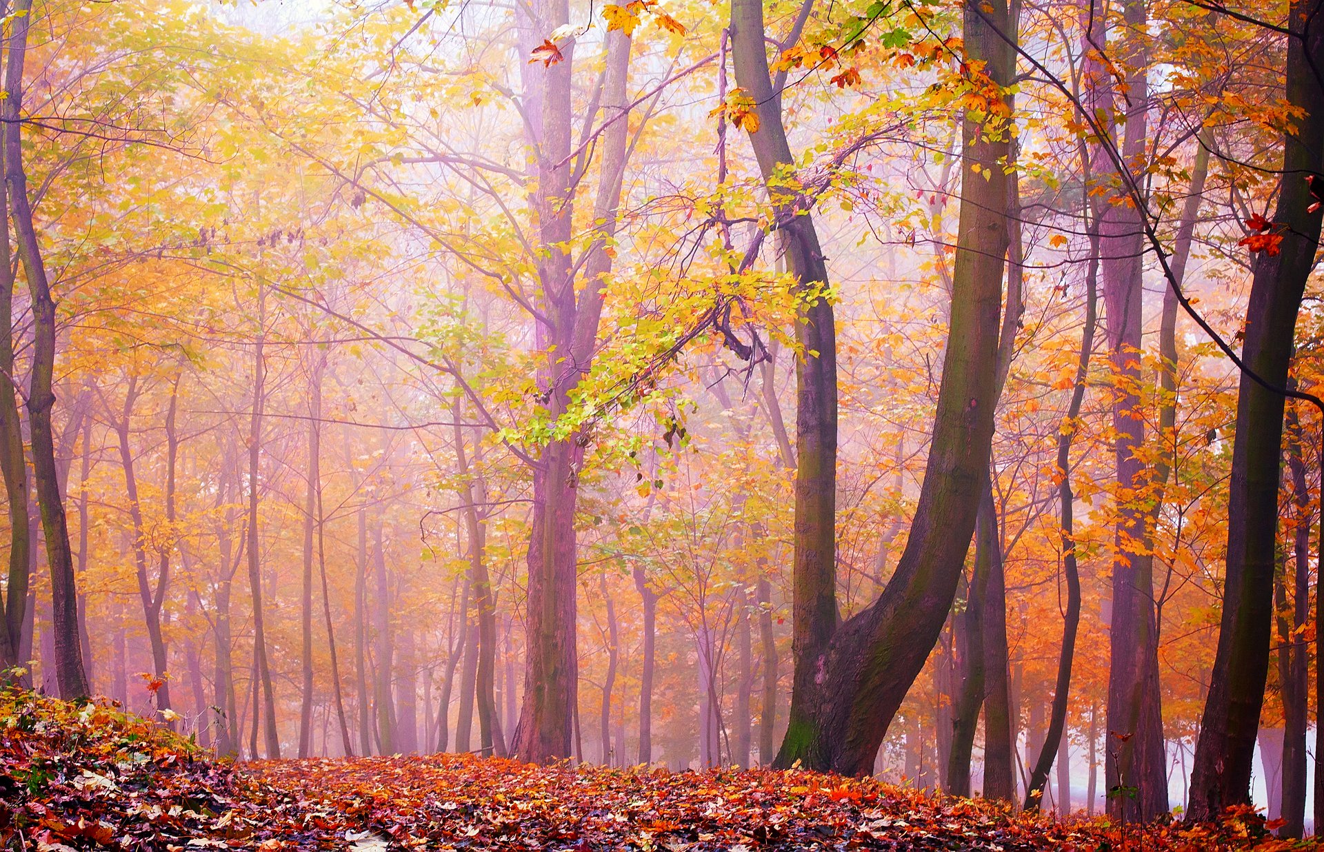 forest tree fog leaves autumn