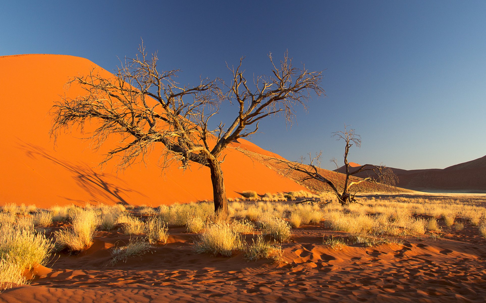 namibia afrika namib-wüste himmel barhan sand baum büsche