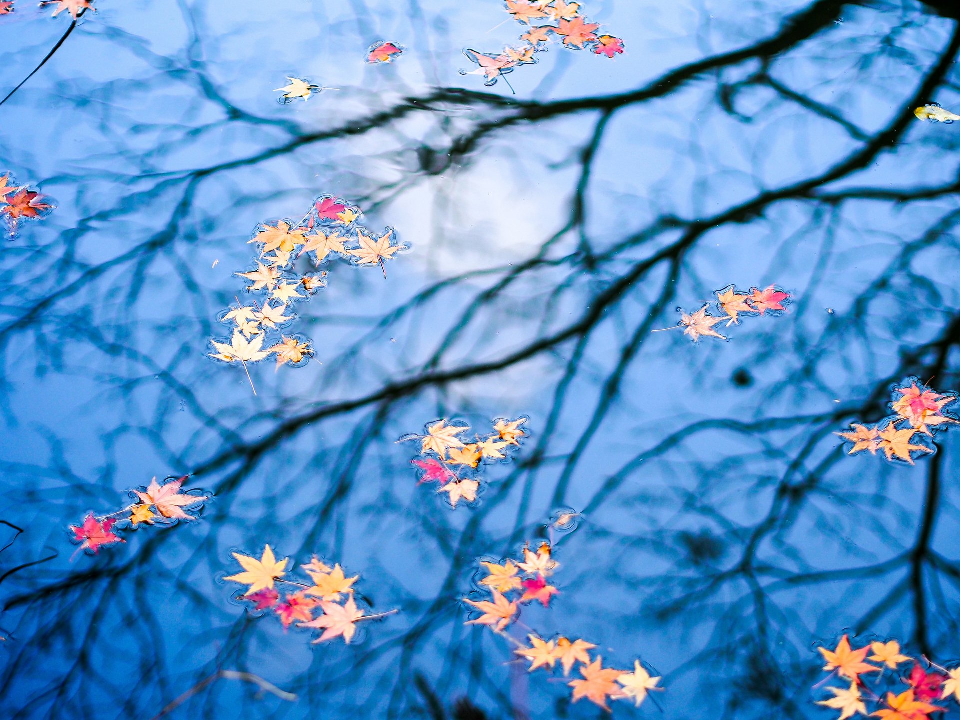 herbst wasser blätter reflexion