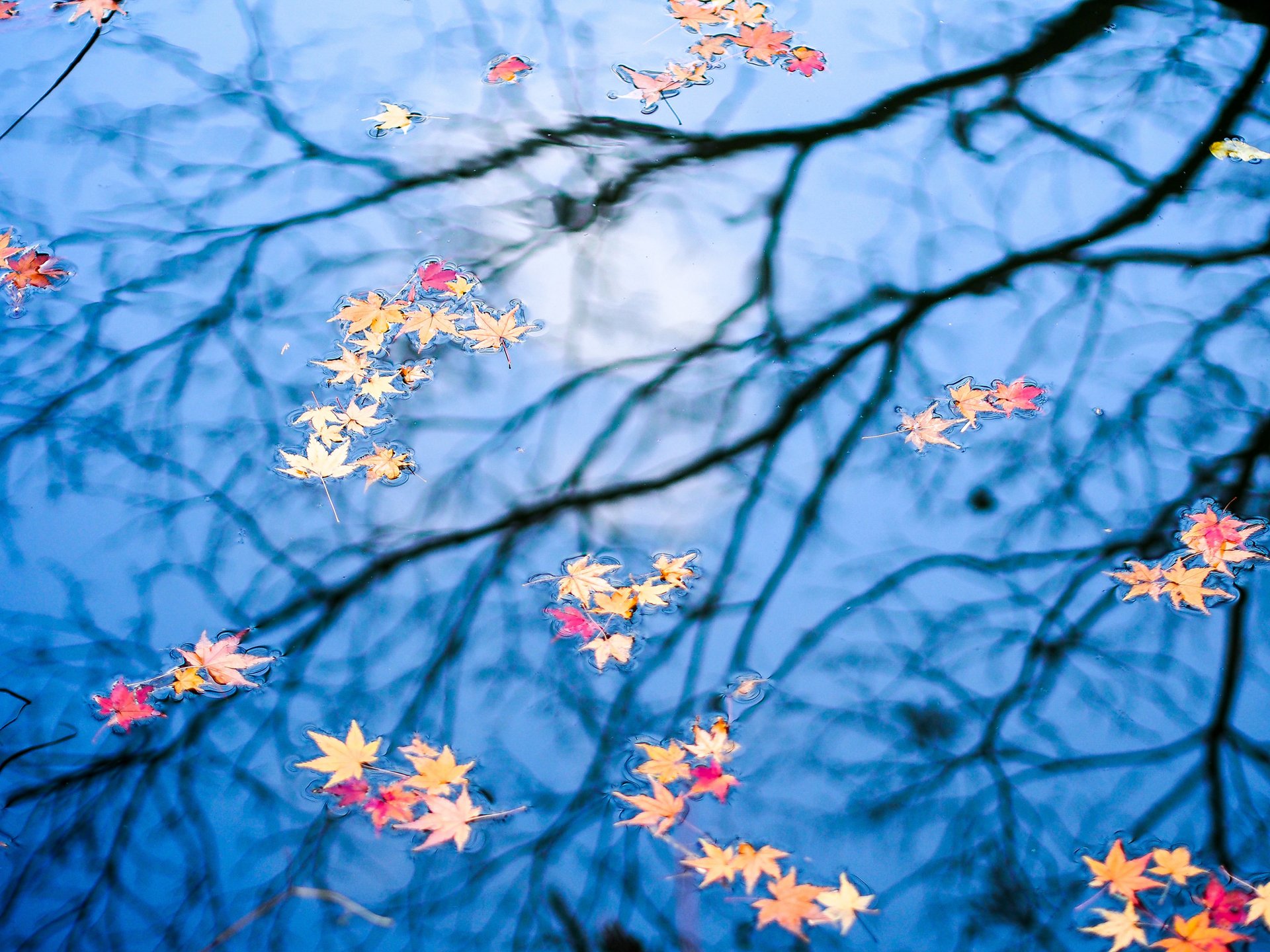 autumn water leaves reflection
