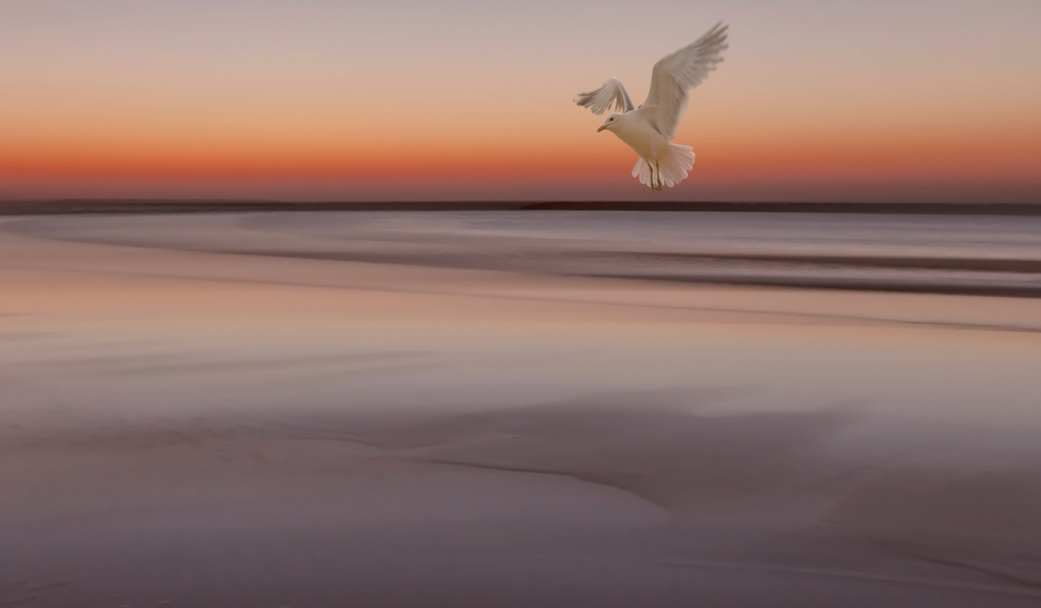 cielo puesta de sol mar marea baja pájaro gaviota