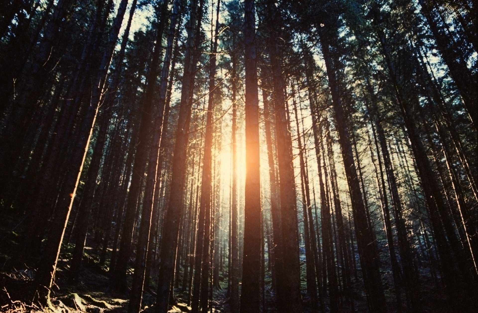 nature tree sun rays forest