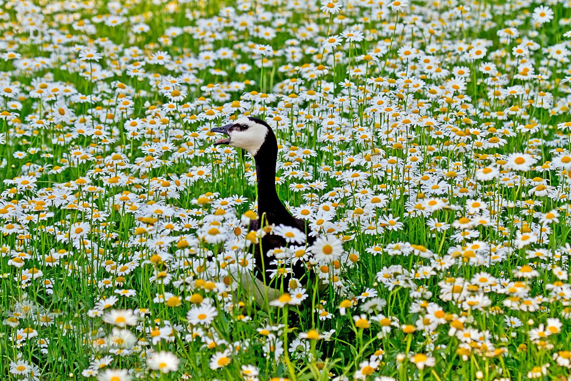 the field chamomile poultry goose