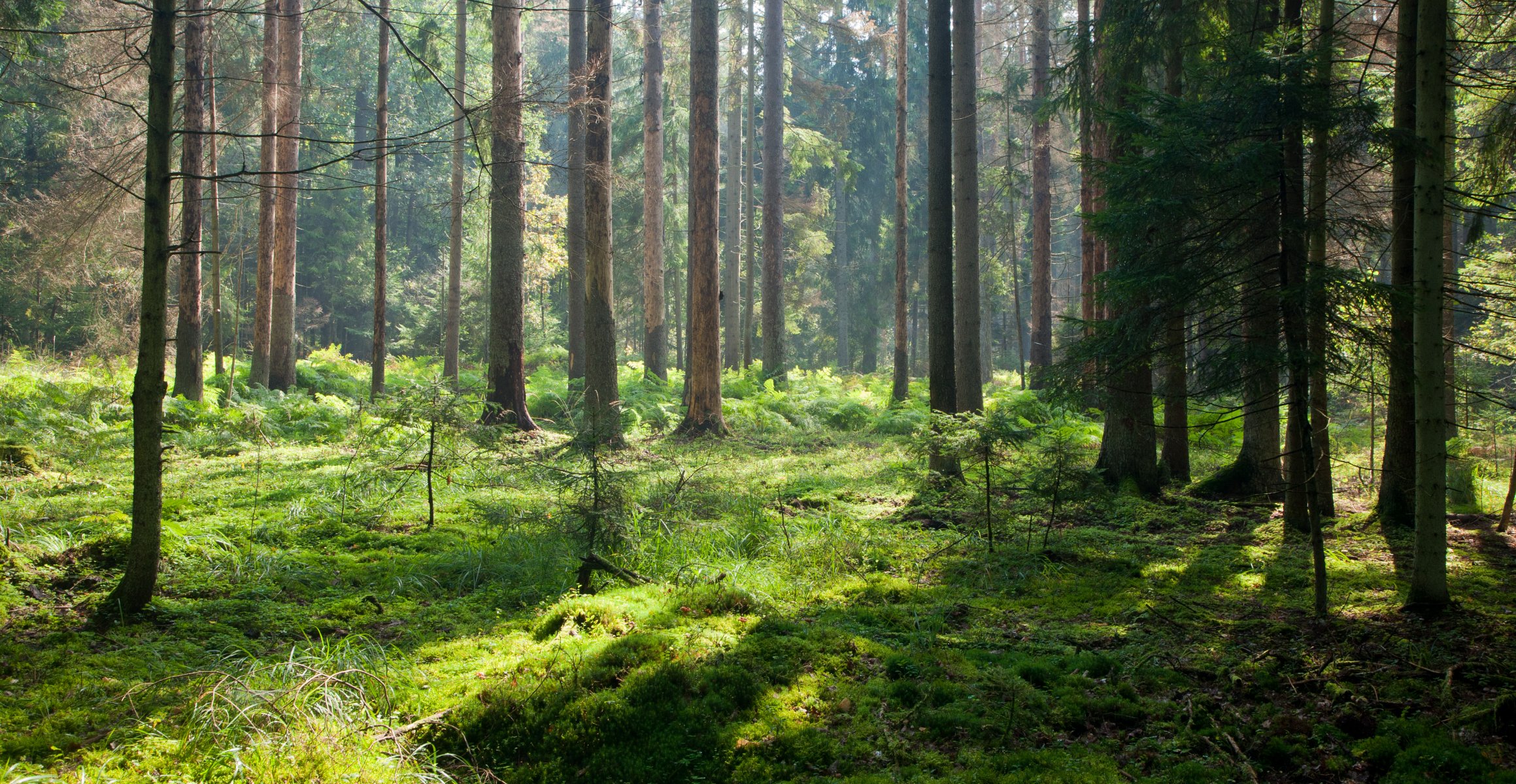 las światło natura