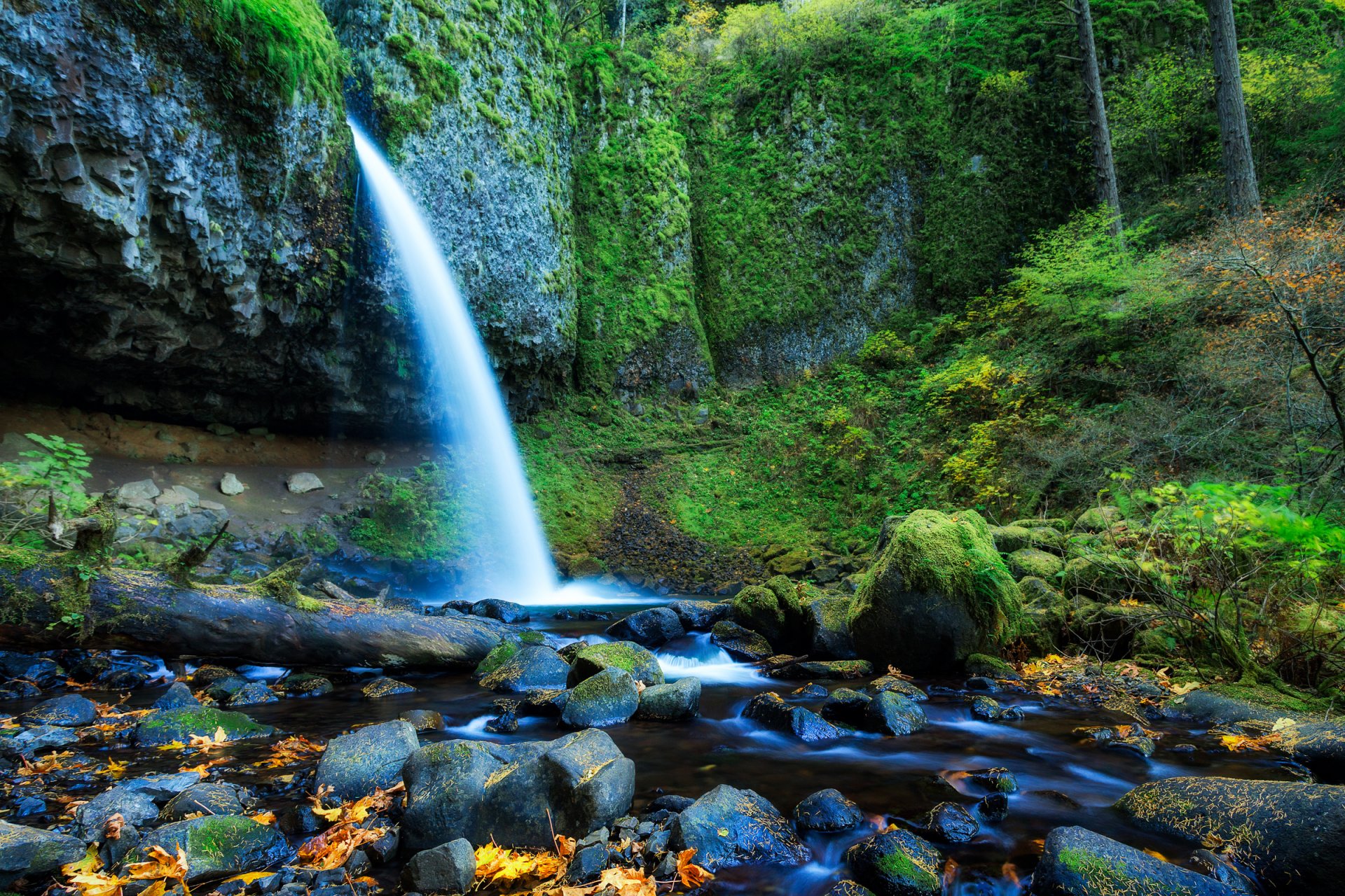 oregon états-unis forêt arbres cascade roches pierres feuilles flux