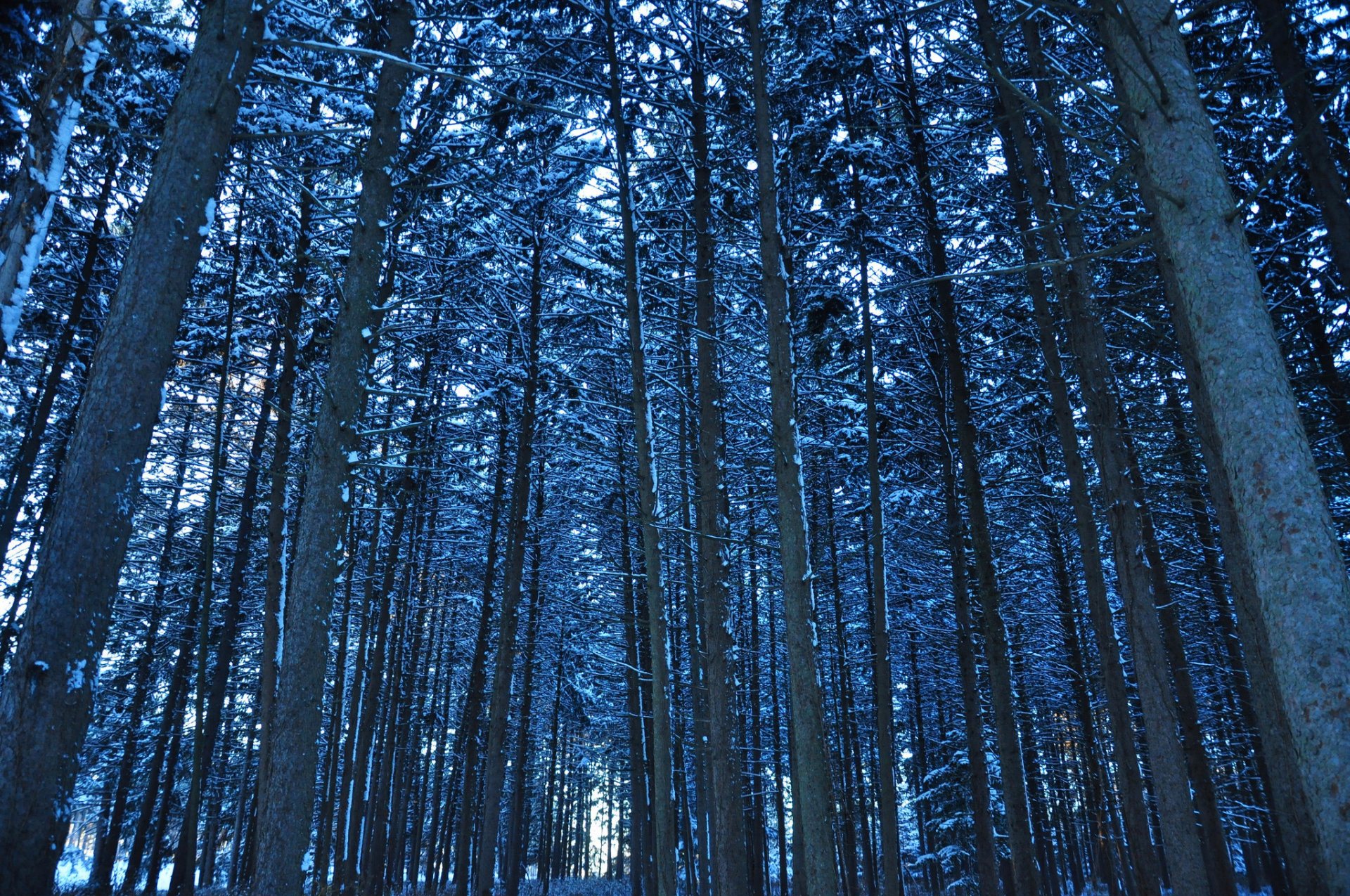 bosque árboles tronco invierno nieve