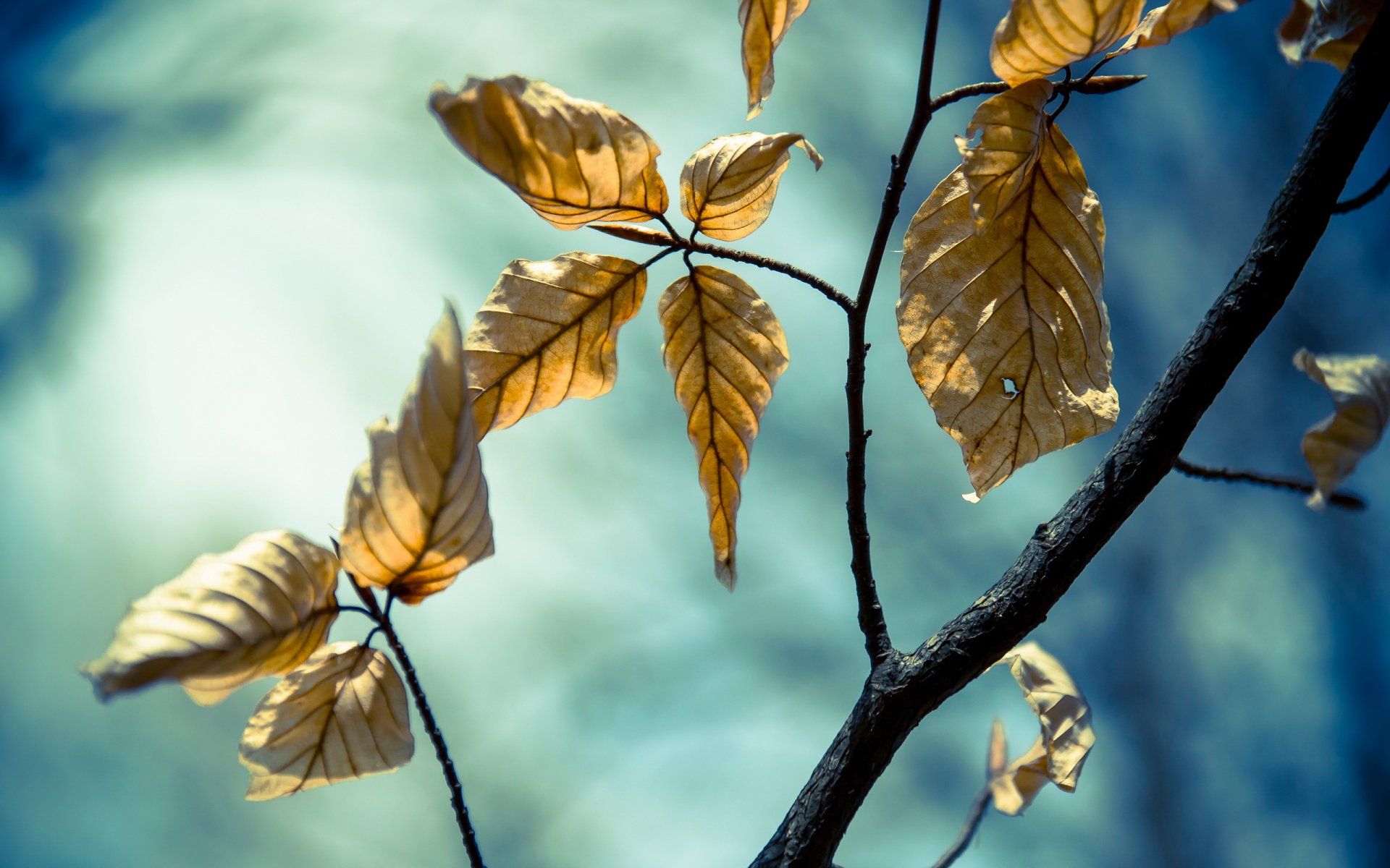 feuilles branches nature