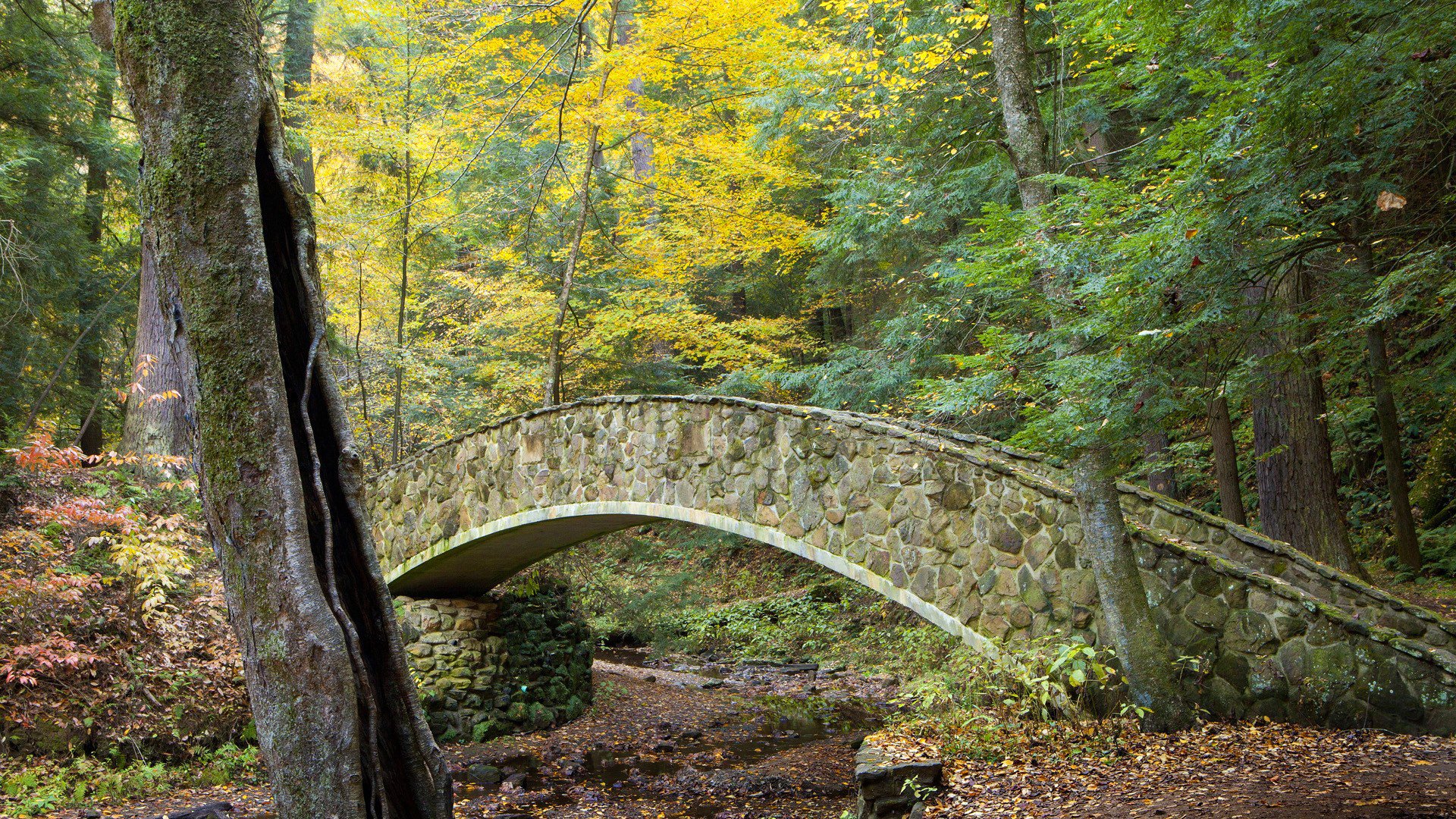 forest tree park creek bridge autumn leaves landscape