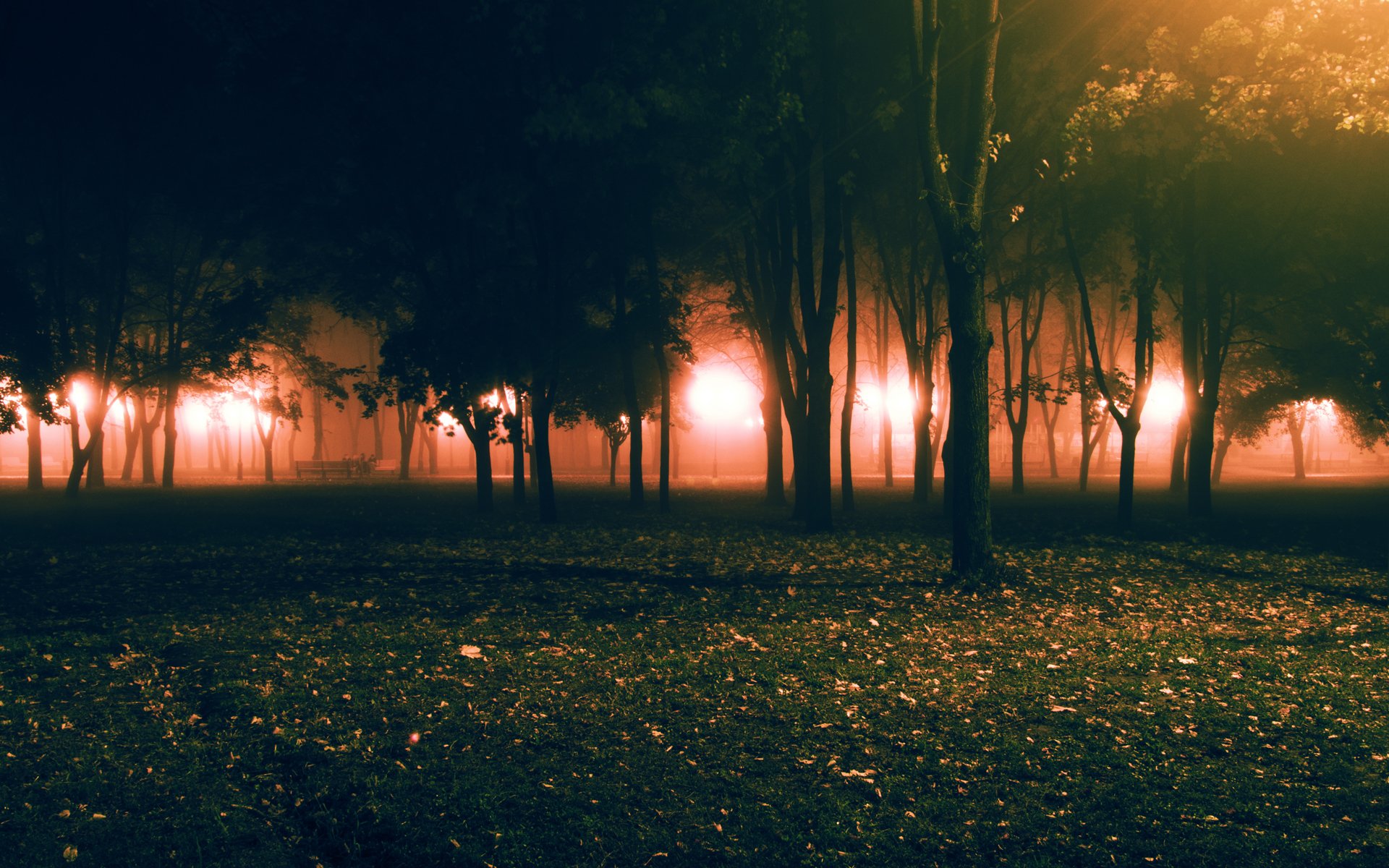 parc brouillard automne