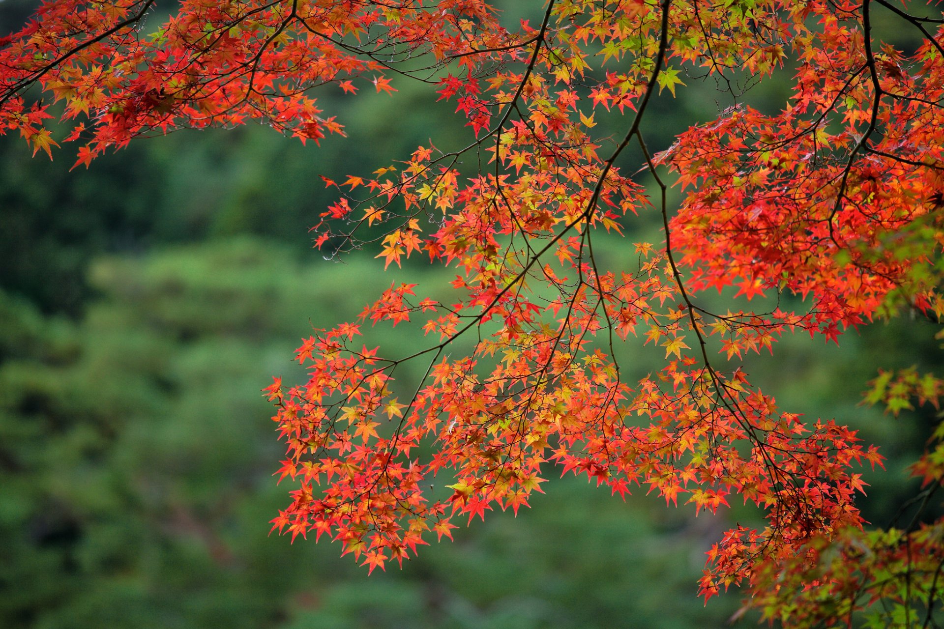 rama hojas arce otoño