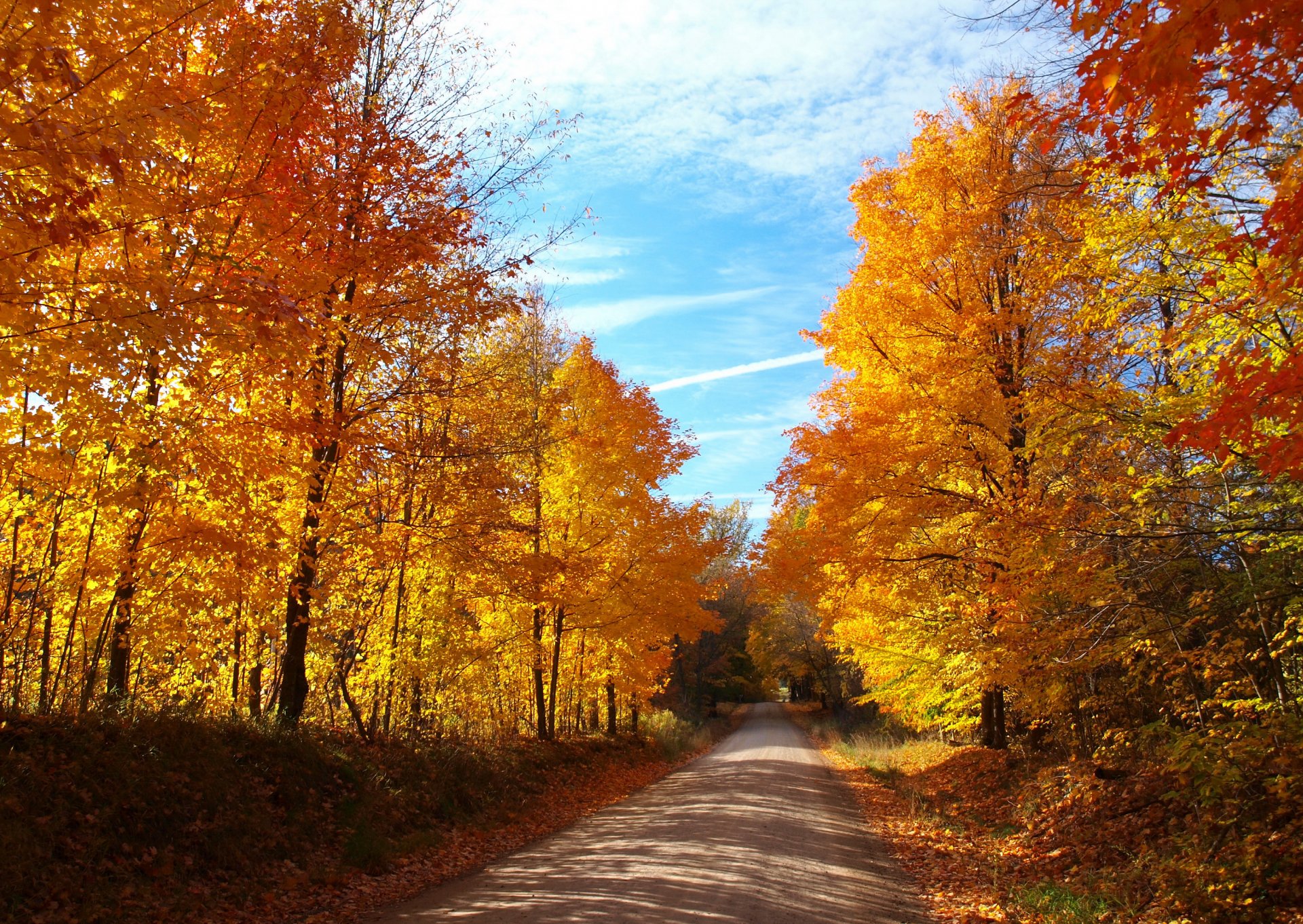 otoño bosque árboles hojas amarillo camino cielo azul sol