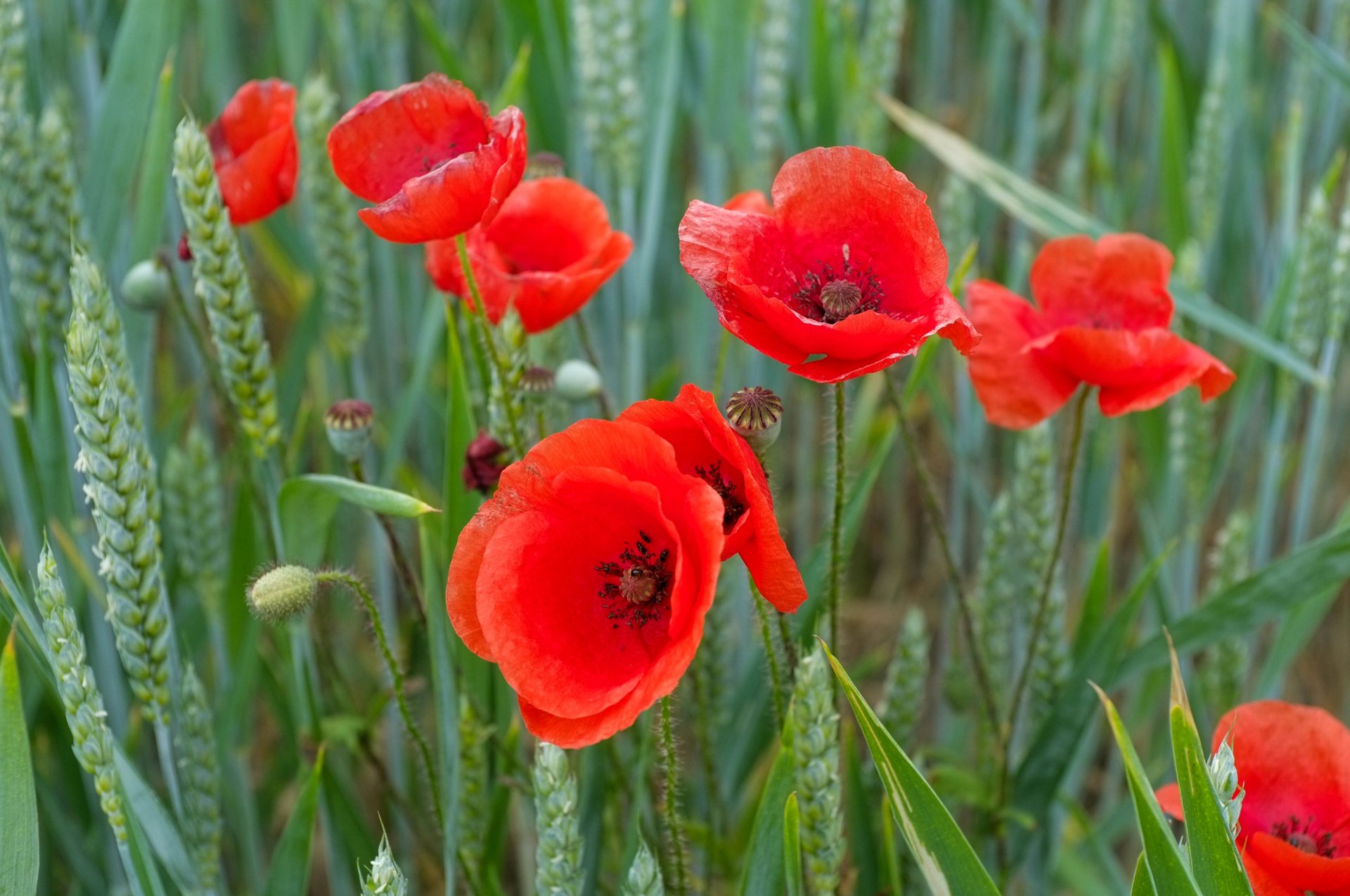 feld wiese pflanzen gras blumen mohnblumen