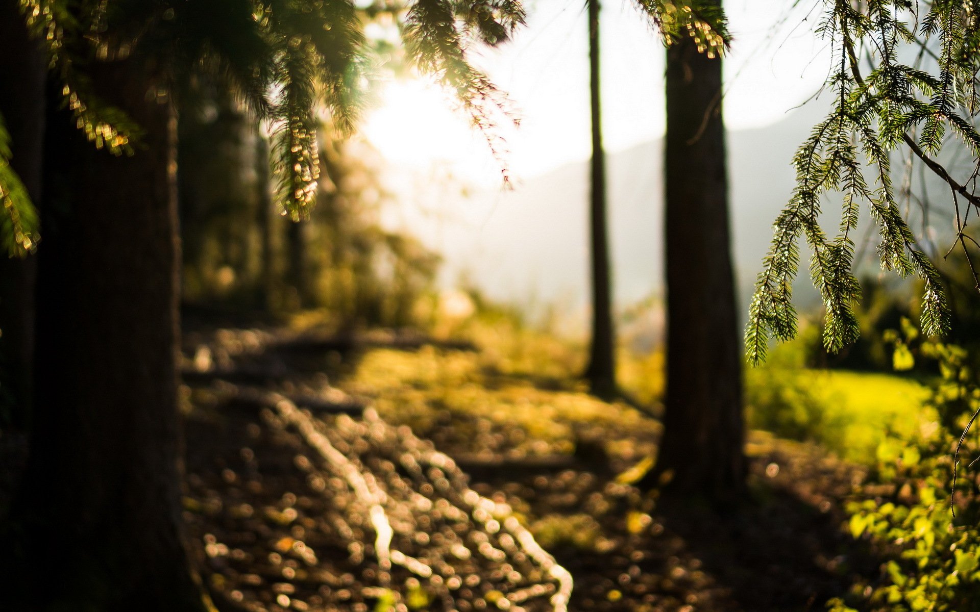 tree forest nature