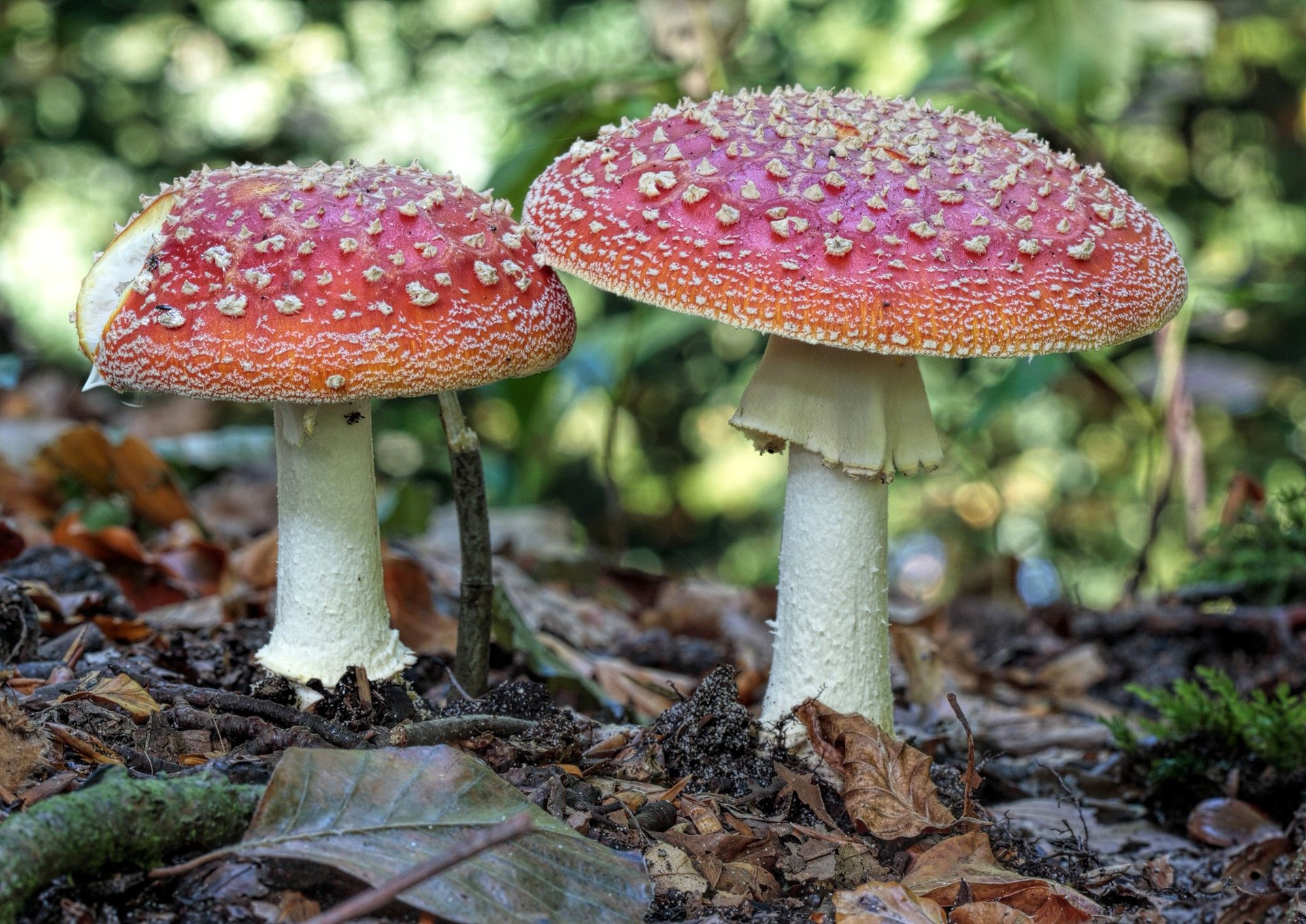 champignons amanite champignon forêt automne