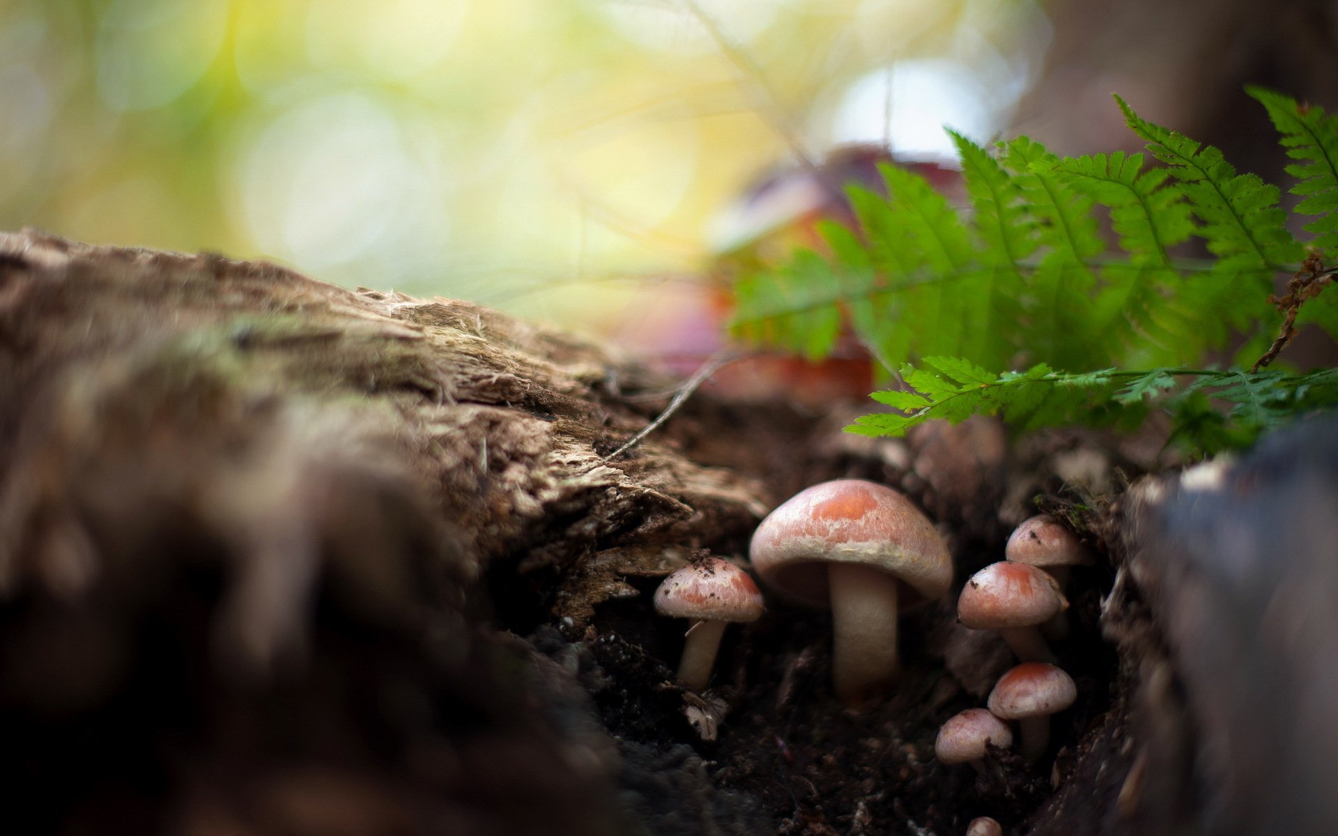 funghi foresta natura