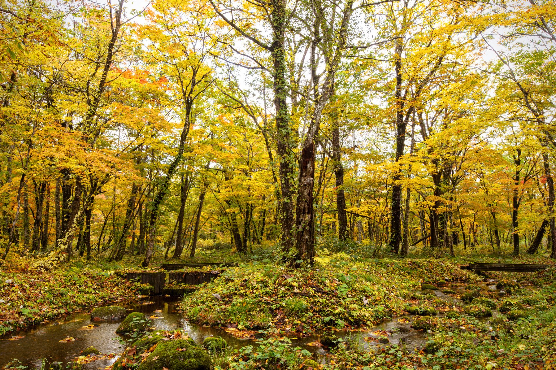 autunno foresta ruscello