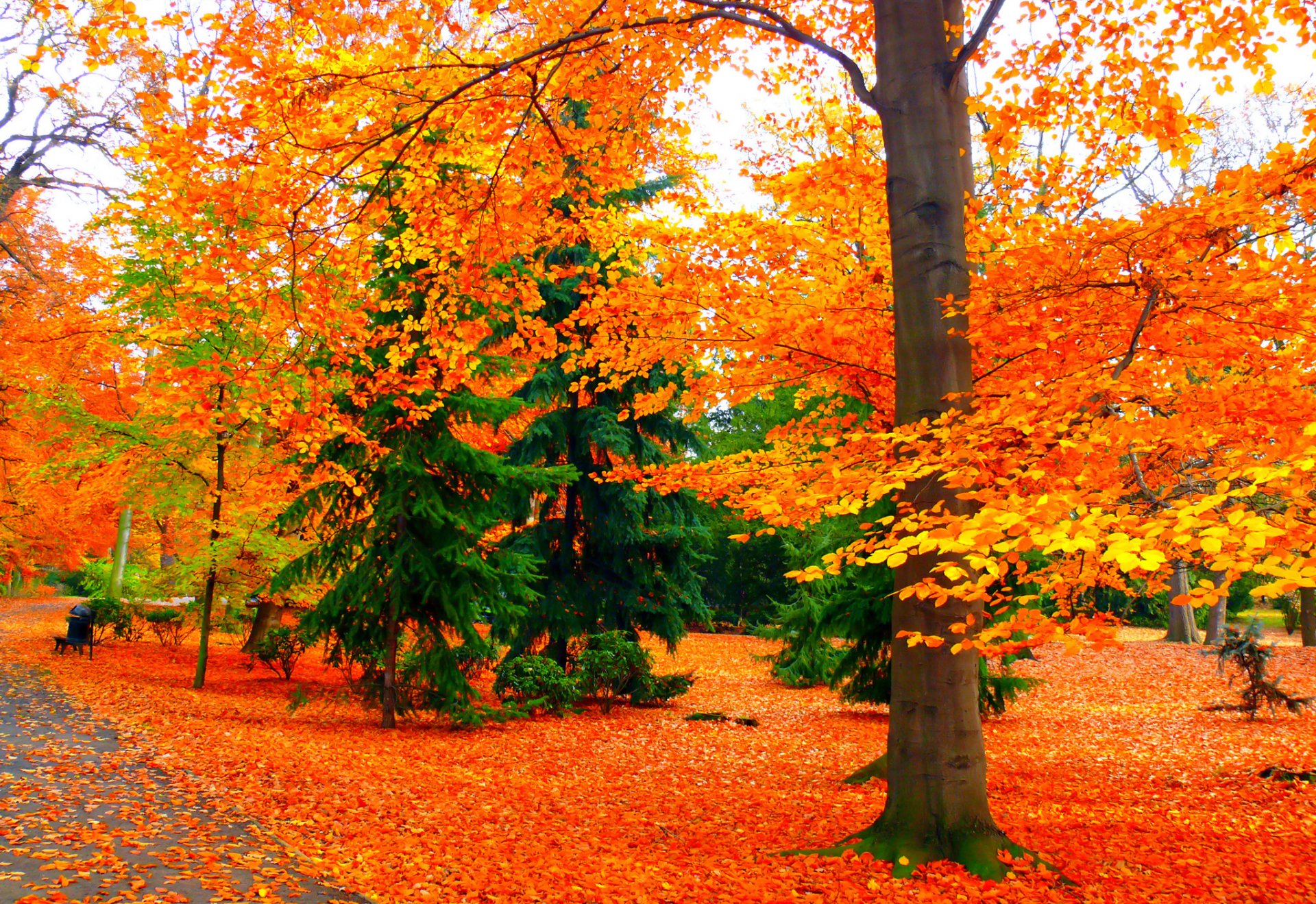 parco passerella panchina alberi foglie autunno