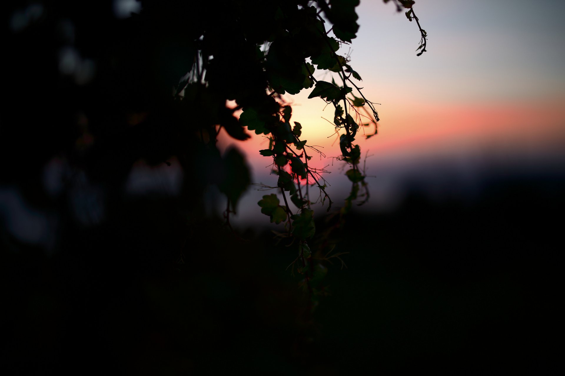 naturaleza noche ramas luz oscuridad