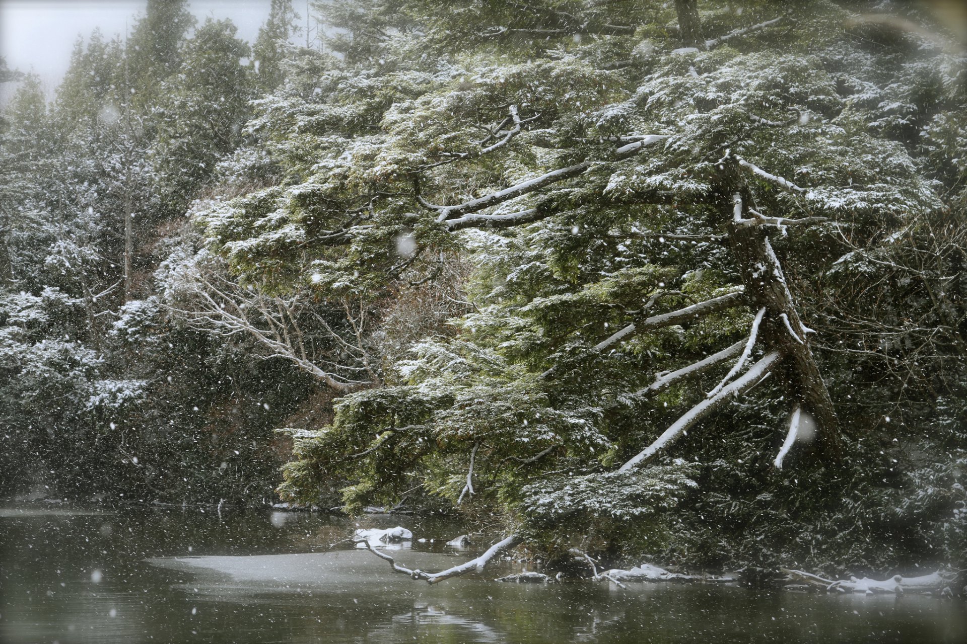forest lake snow