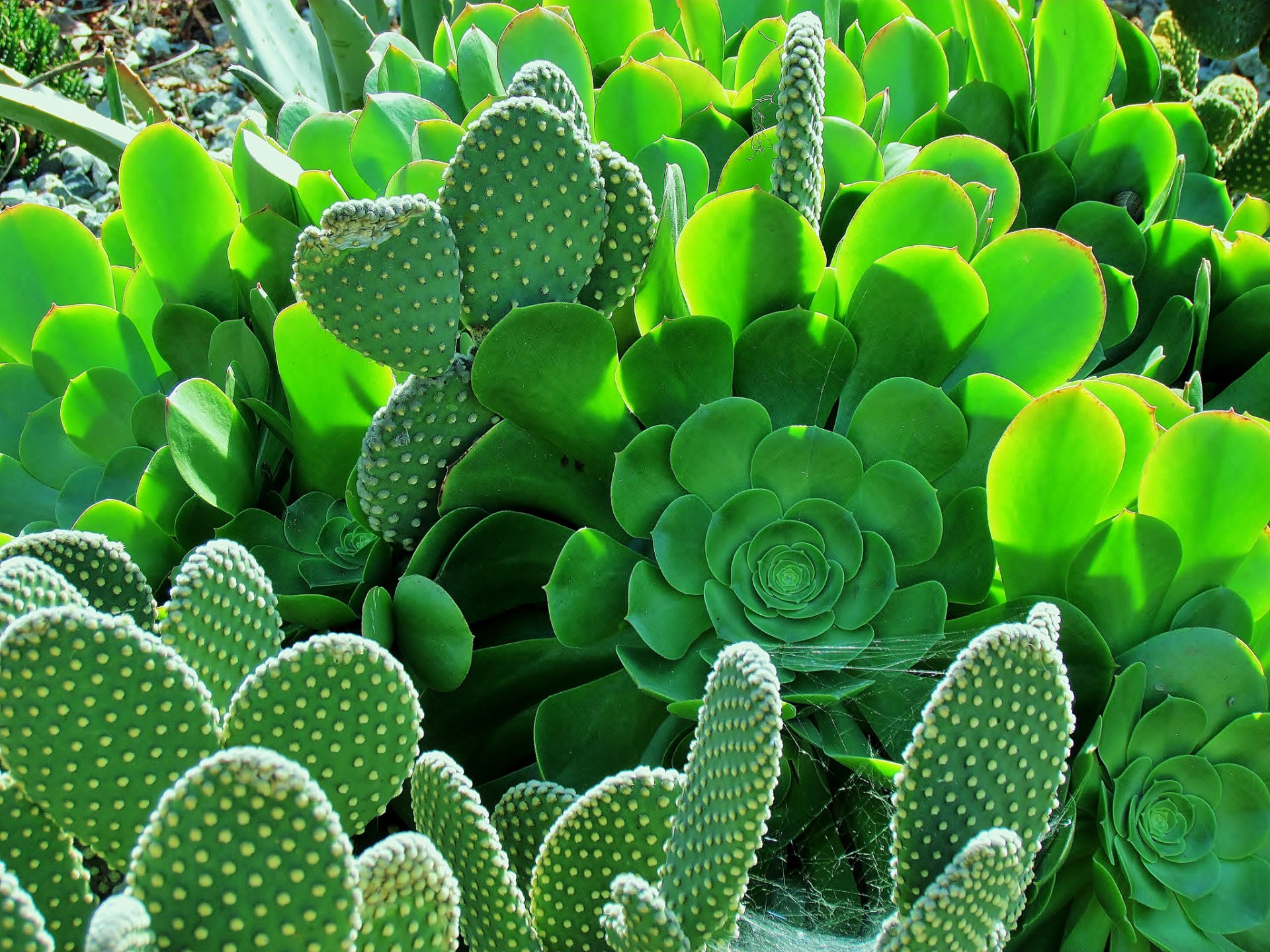 cactus feuilles épines jardin