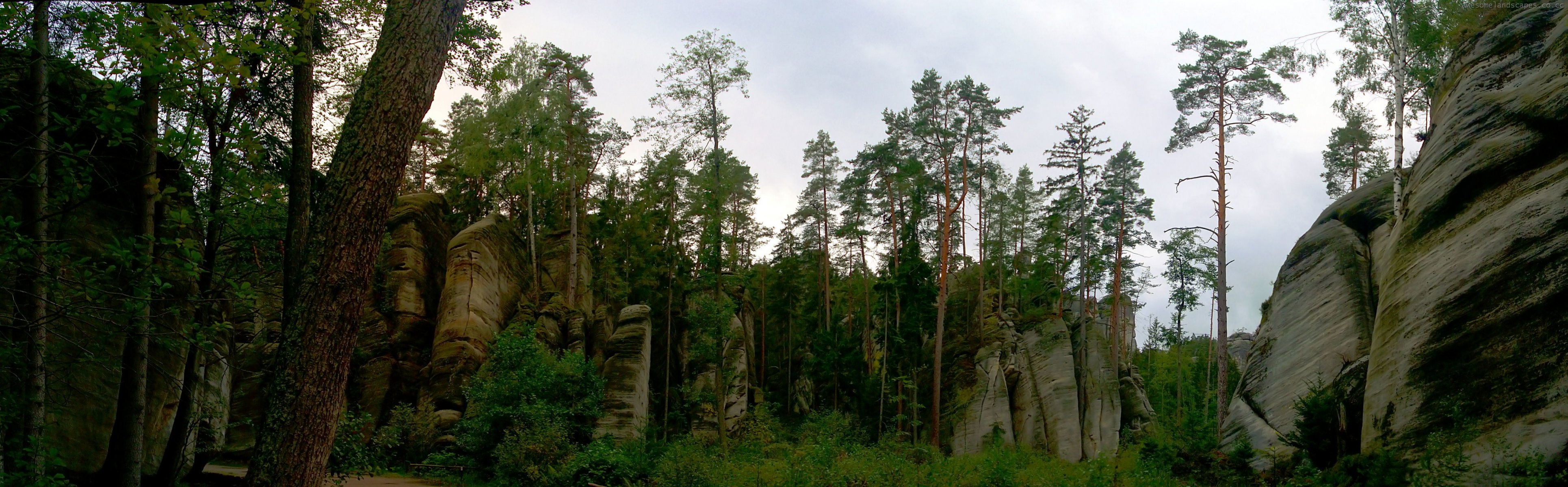forest tree rock stones bush sky green