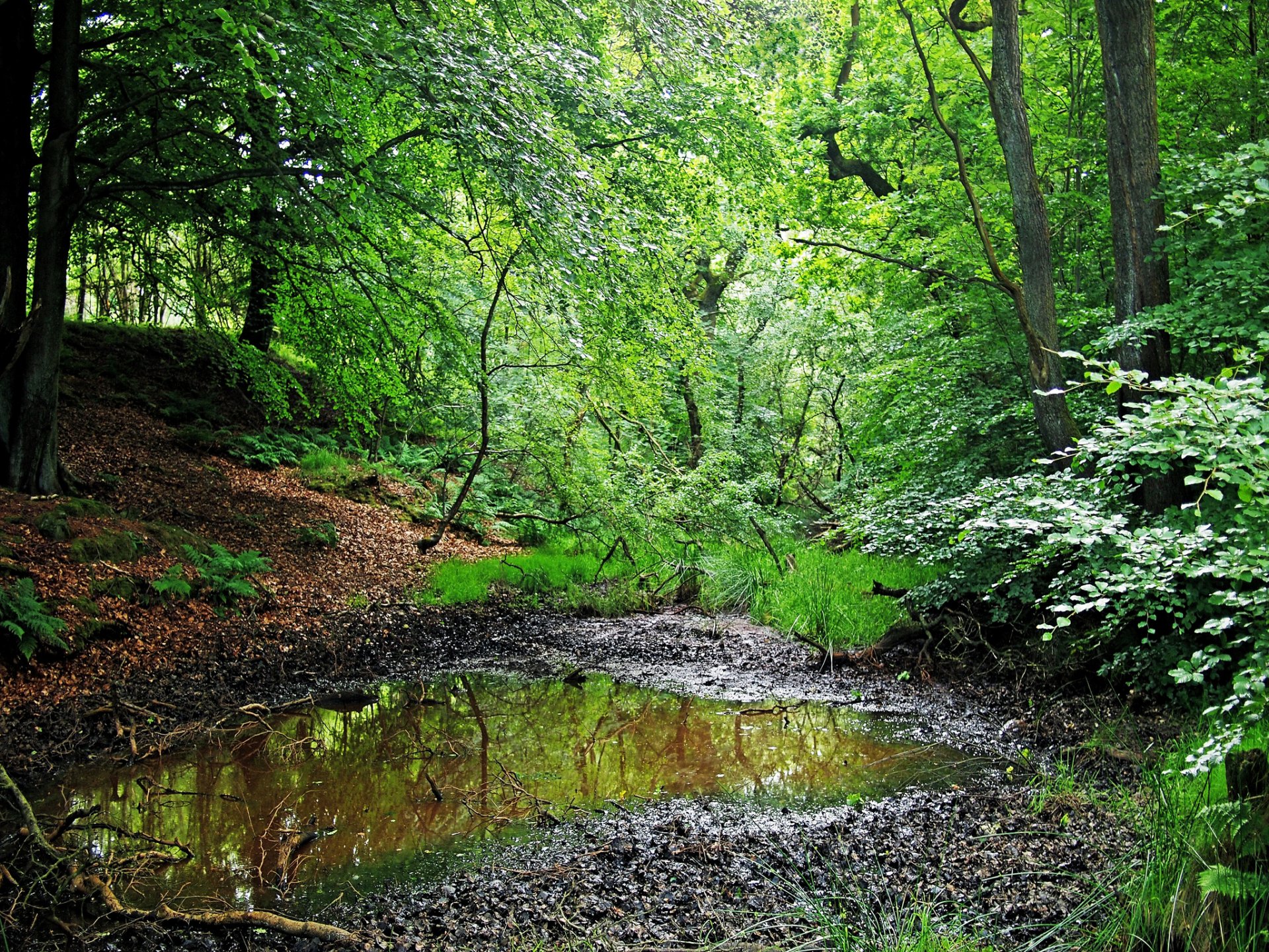 forêt arbres herbe été