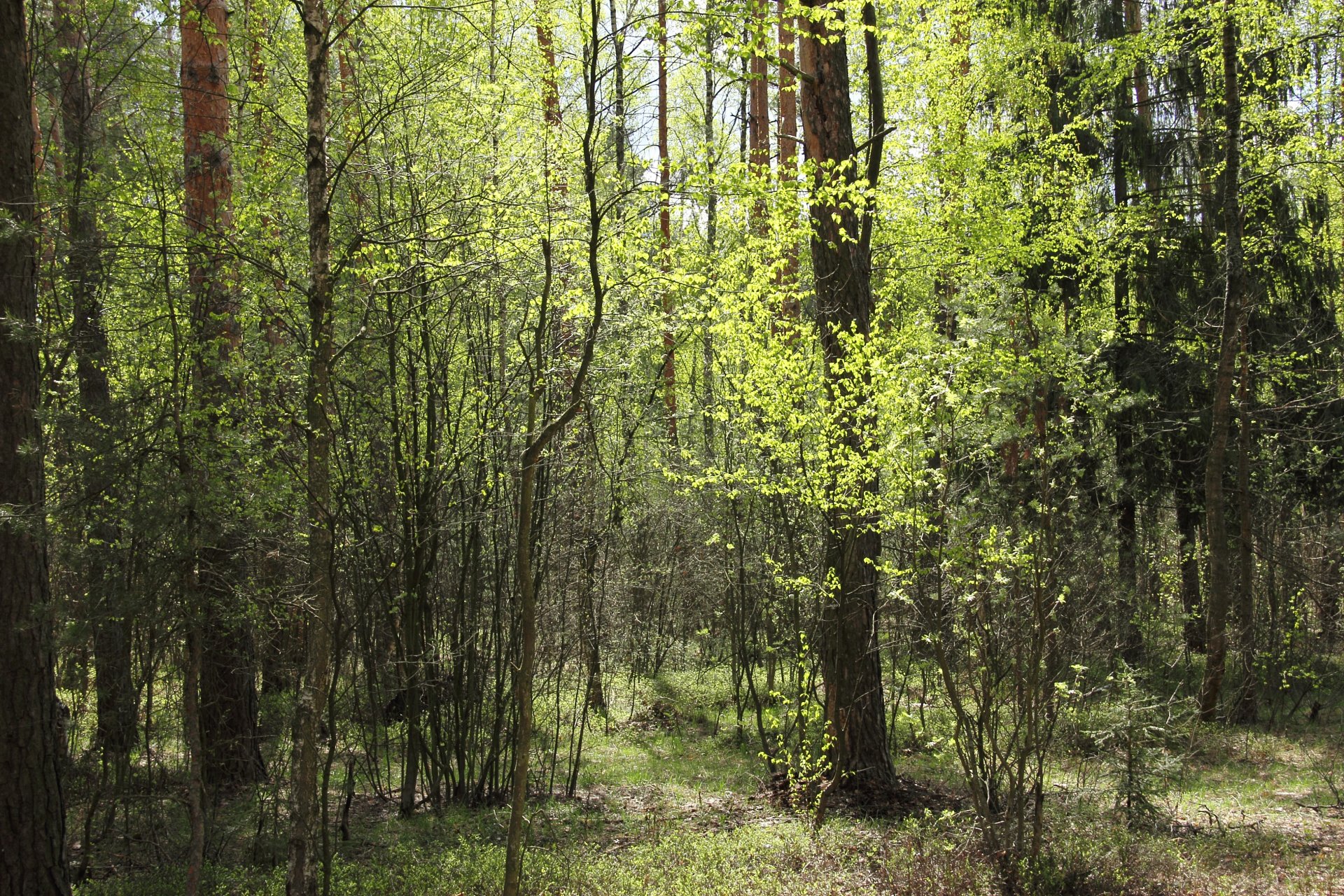 bosque primavera árboles borde soleado brillante principios de la primavera verde verde naturaleza alegre