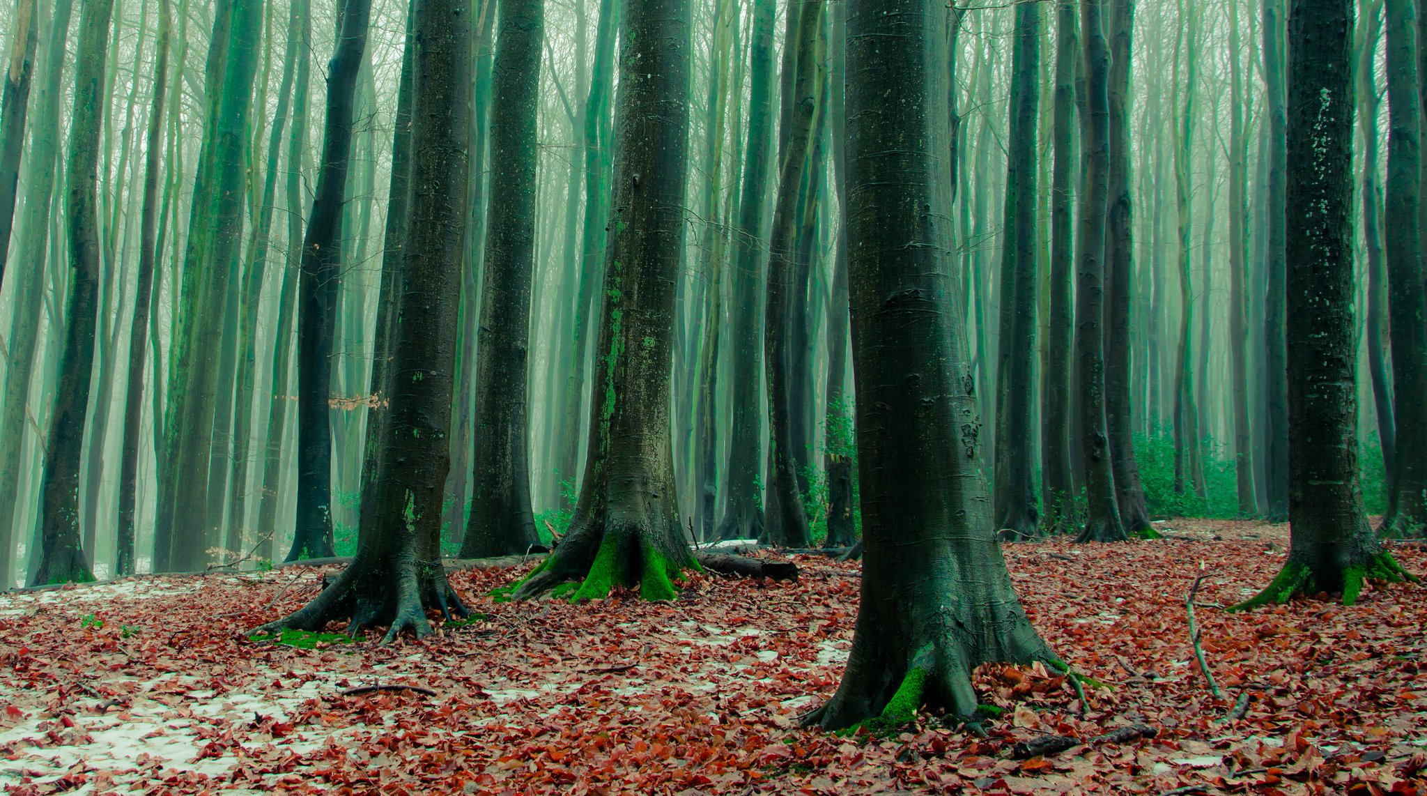 bosque árboles hojas caídas heladas otoño tarde