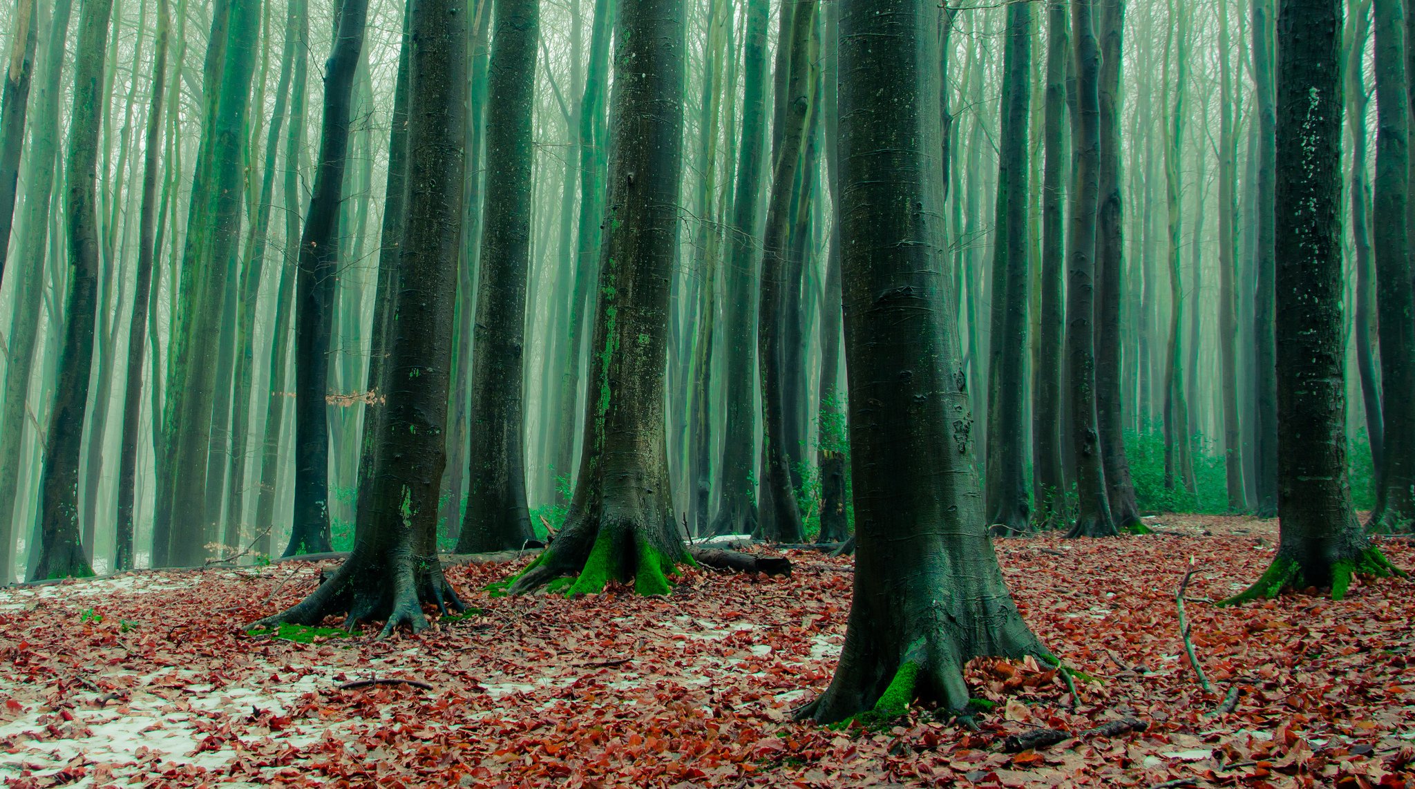 forêt arbres feuilles tombées gelées automne tard