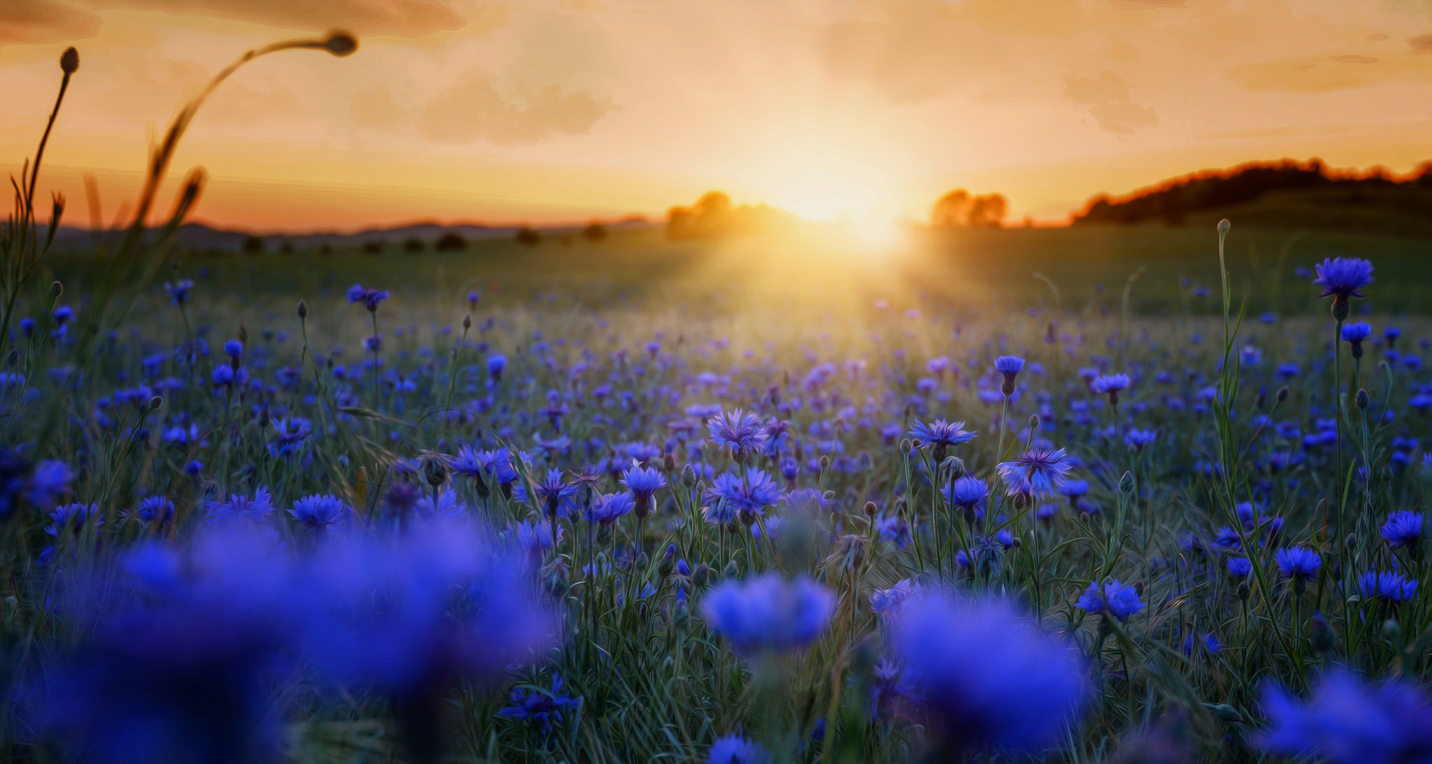 matin fleurs nature
