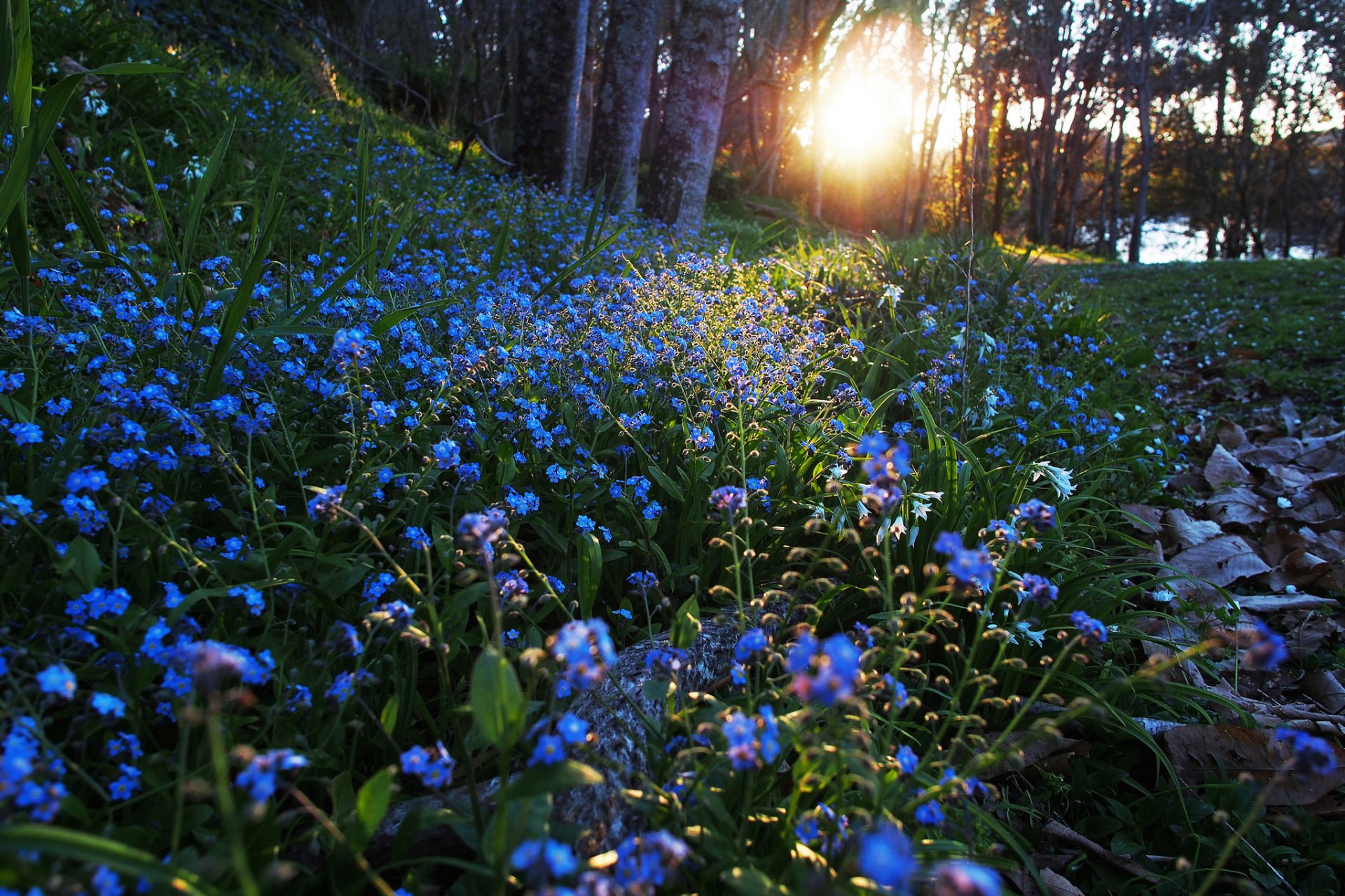 poranek kwiaty natura