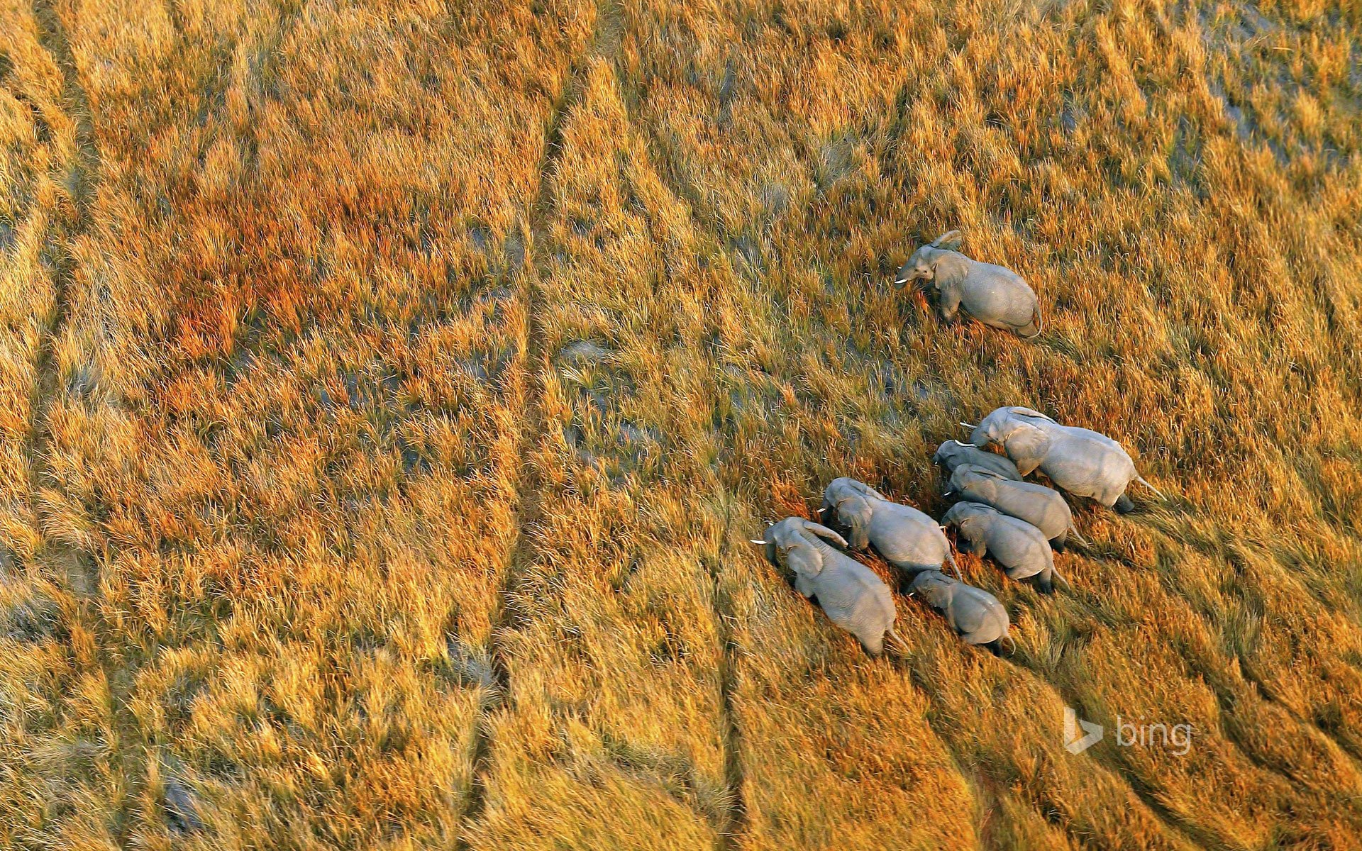 botswana delta de l okavango éléphants herbe afrique